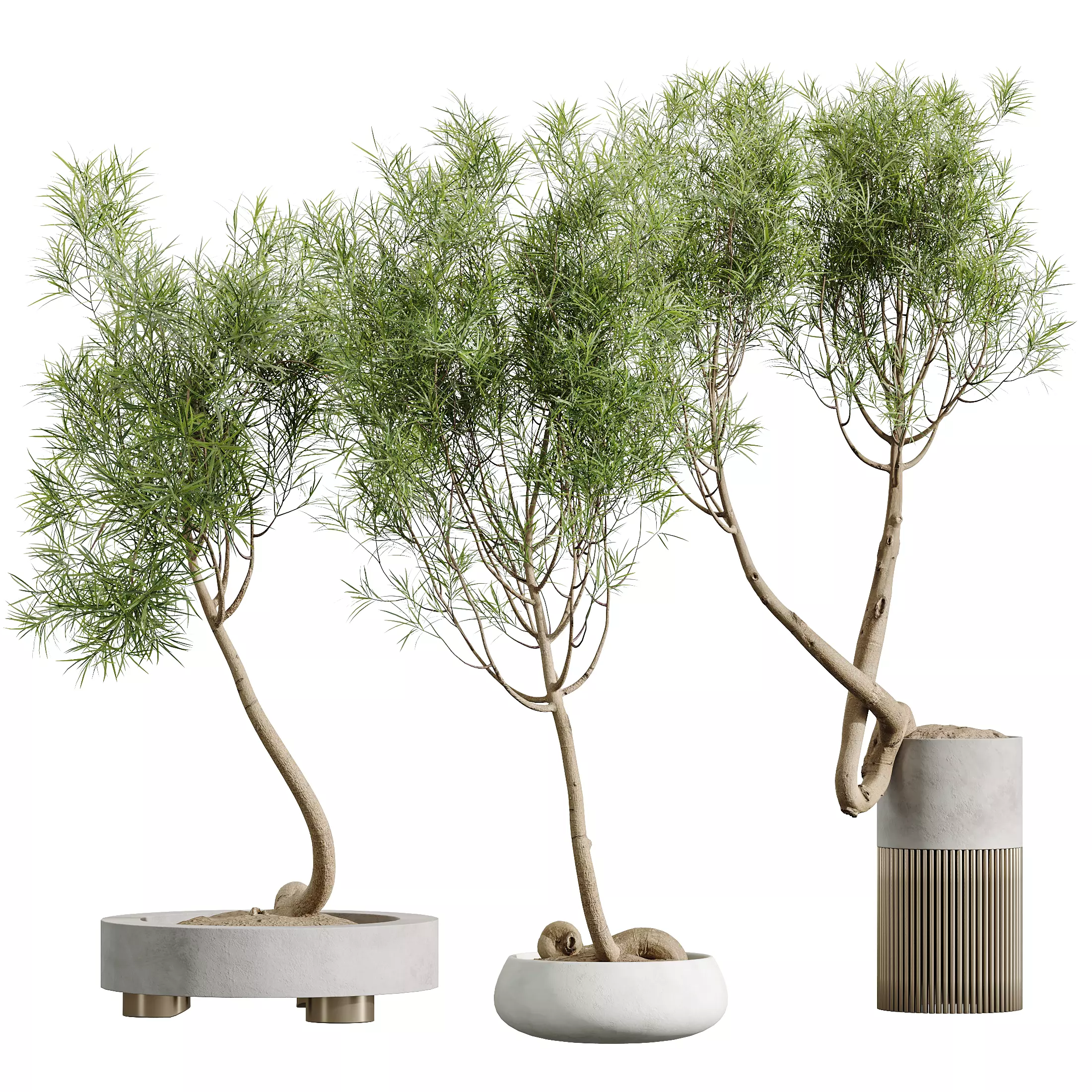 AV Indoor Plants Set 319 Japandi Minimalism Ficus Marginata 3D model_7