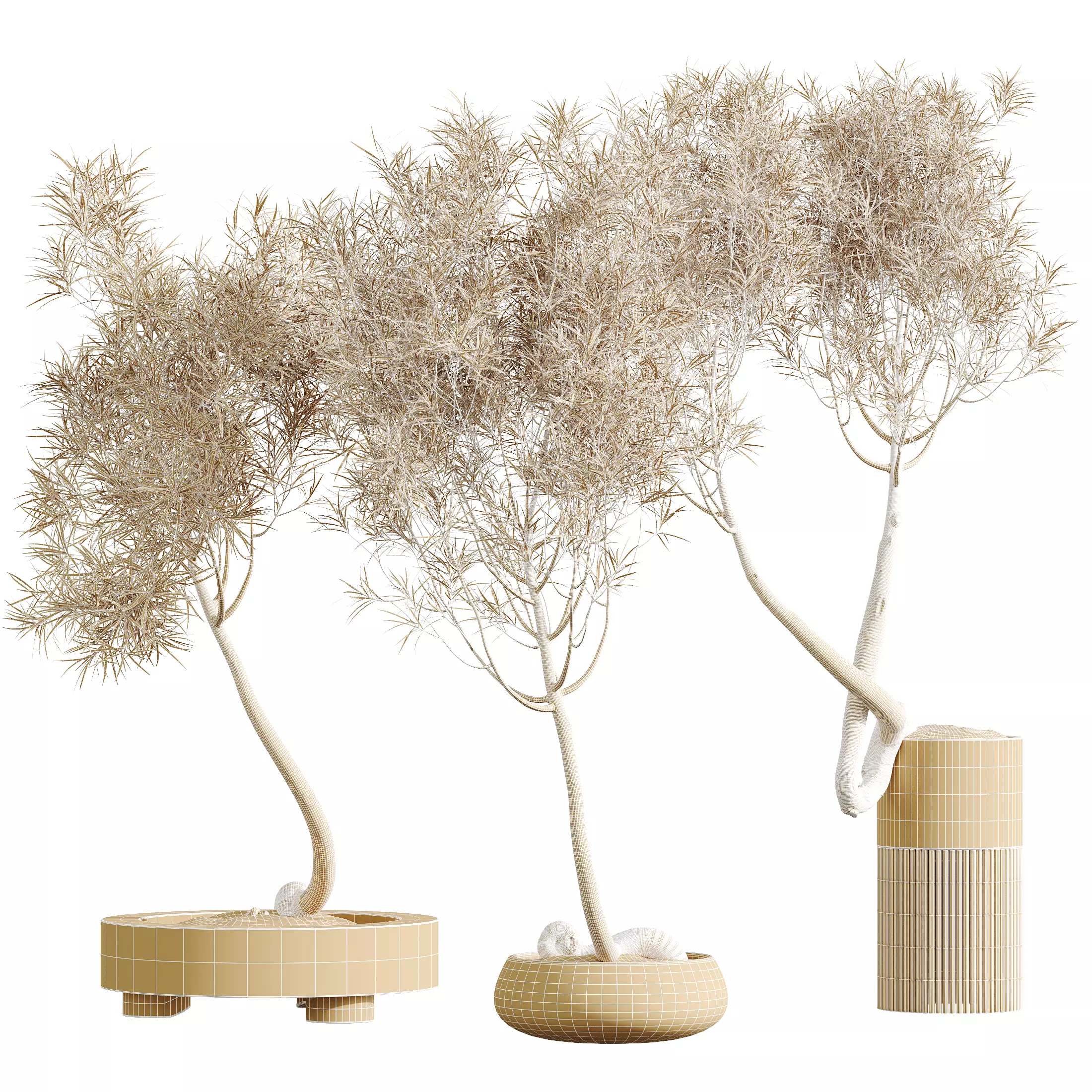 AV Indoor Plants Set 319 Japandi Minimalism Ficus Marginata 3D model_8