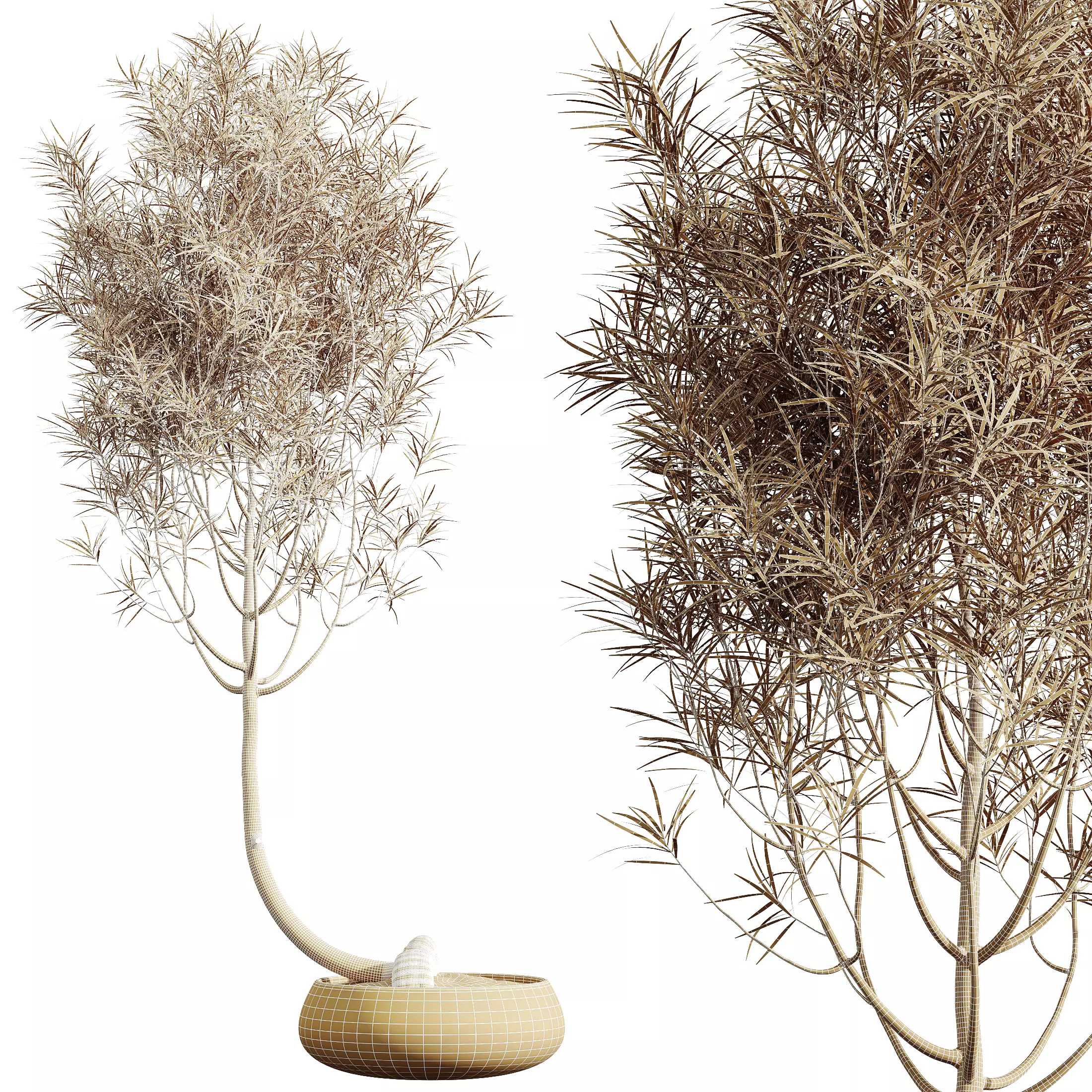AV Indoor Plants Set 319 Japandi Minimalism Ficus Marginata 3D model_10