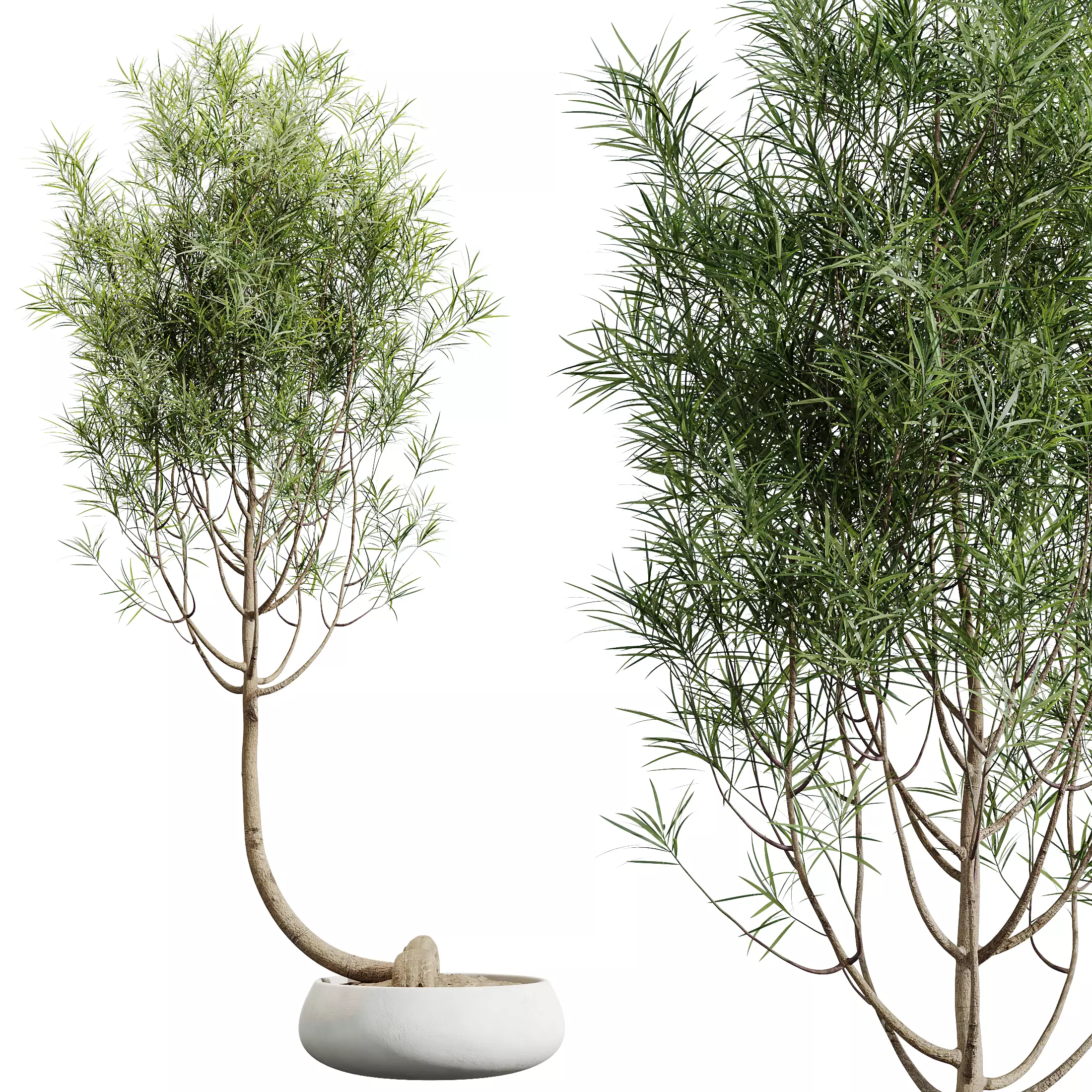 AV Indoor Plants Set 319 Japandi Minimalism Ficus Marginata 3D model_6