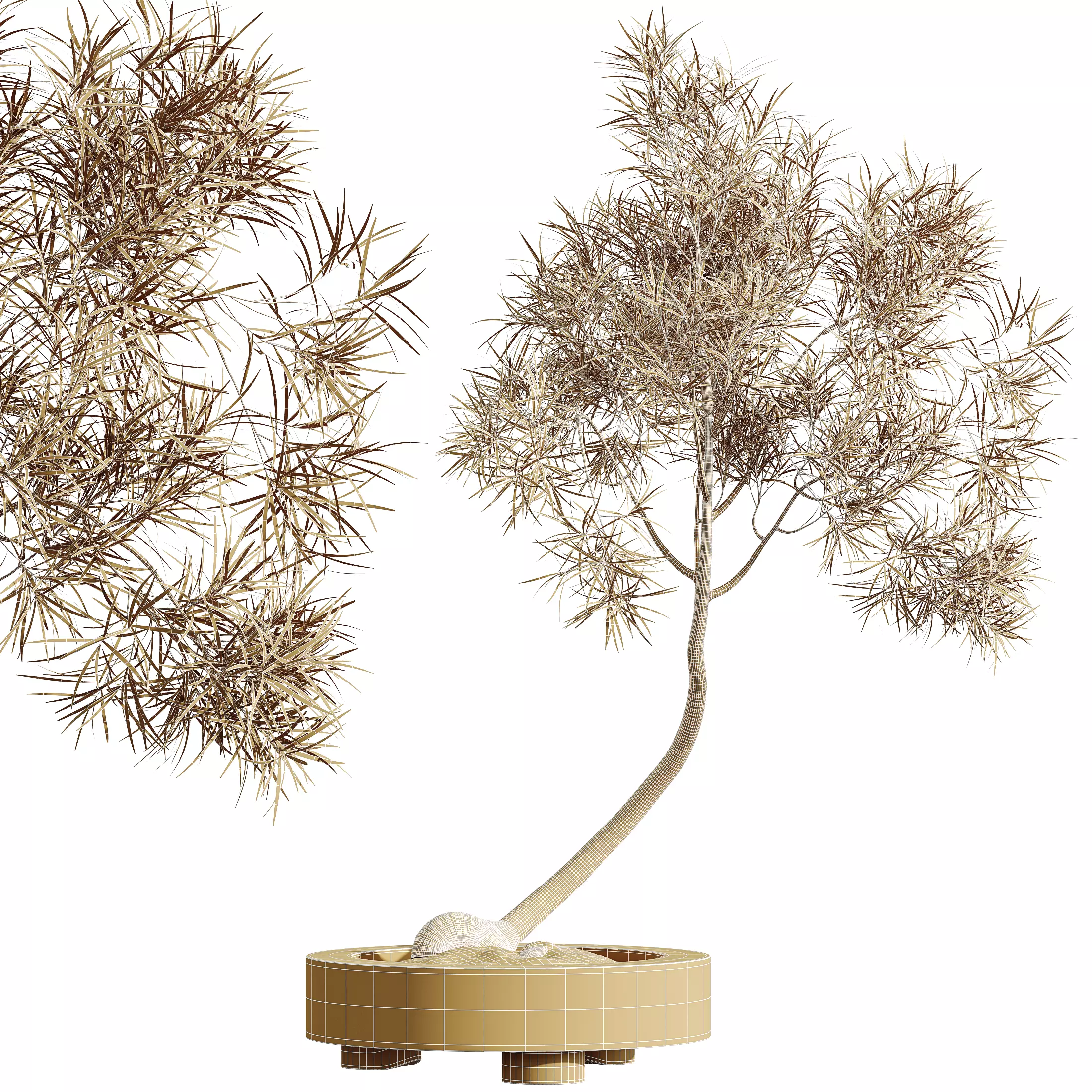 AV Indoor Plants Set 319 Japandi Minimalism Ficus Marginata 3D model_11