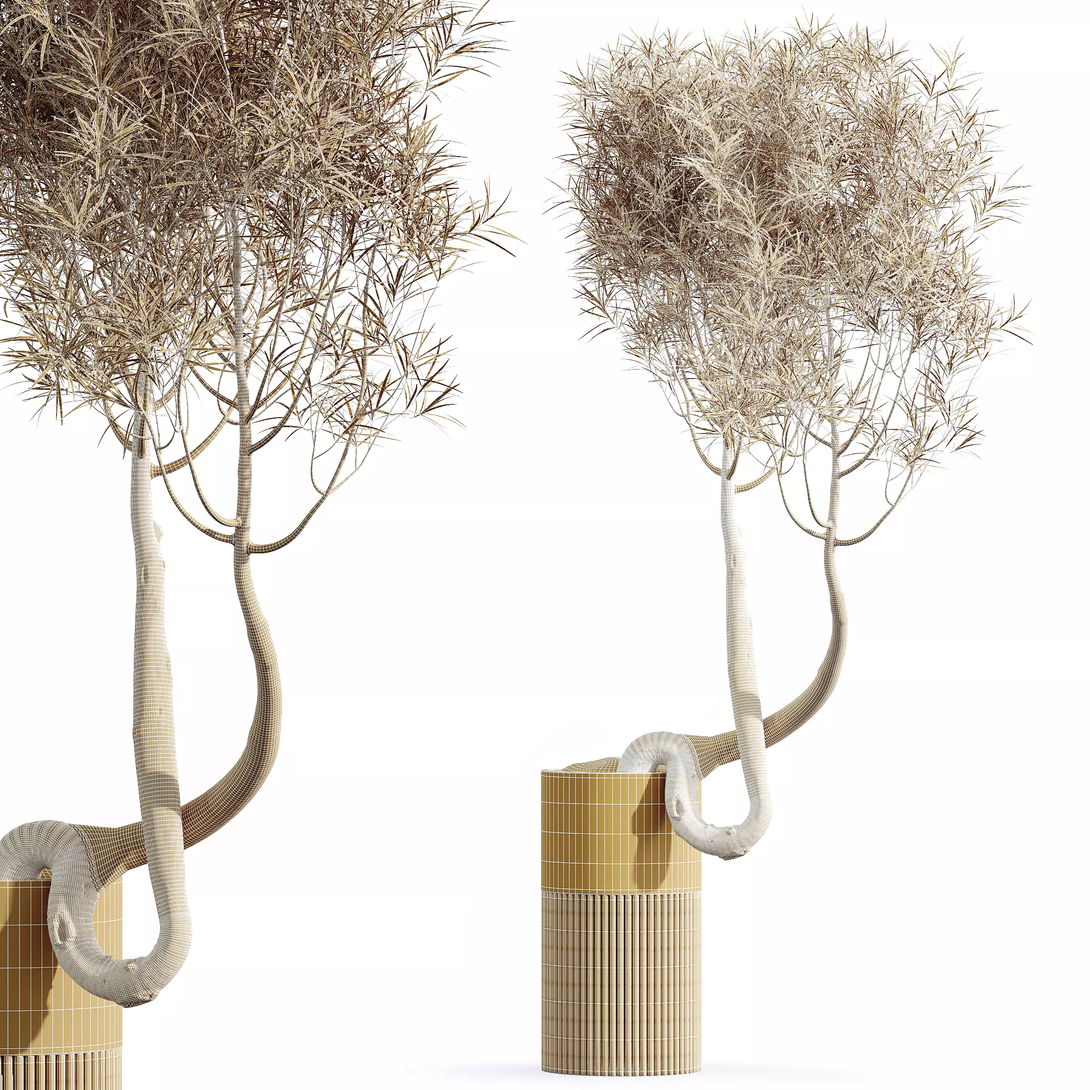 AV Indoor Plants Set 319 Japandi Minimalism Ficus Marginata 3D model_9