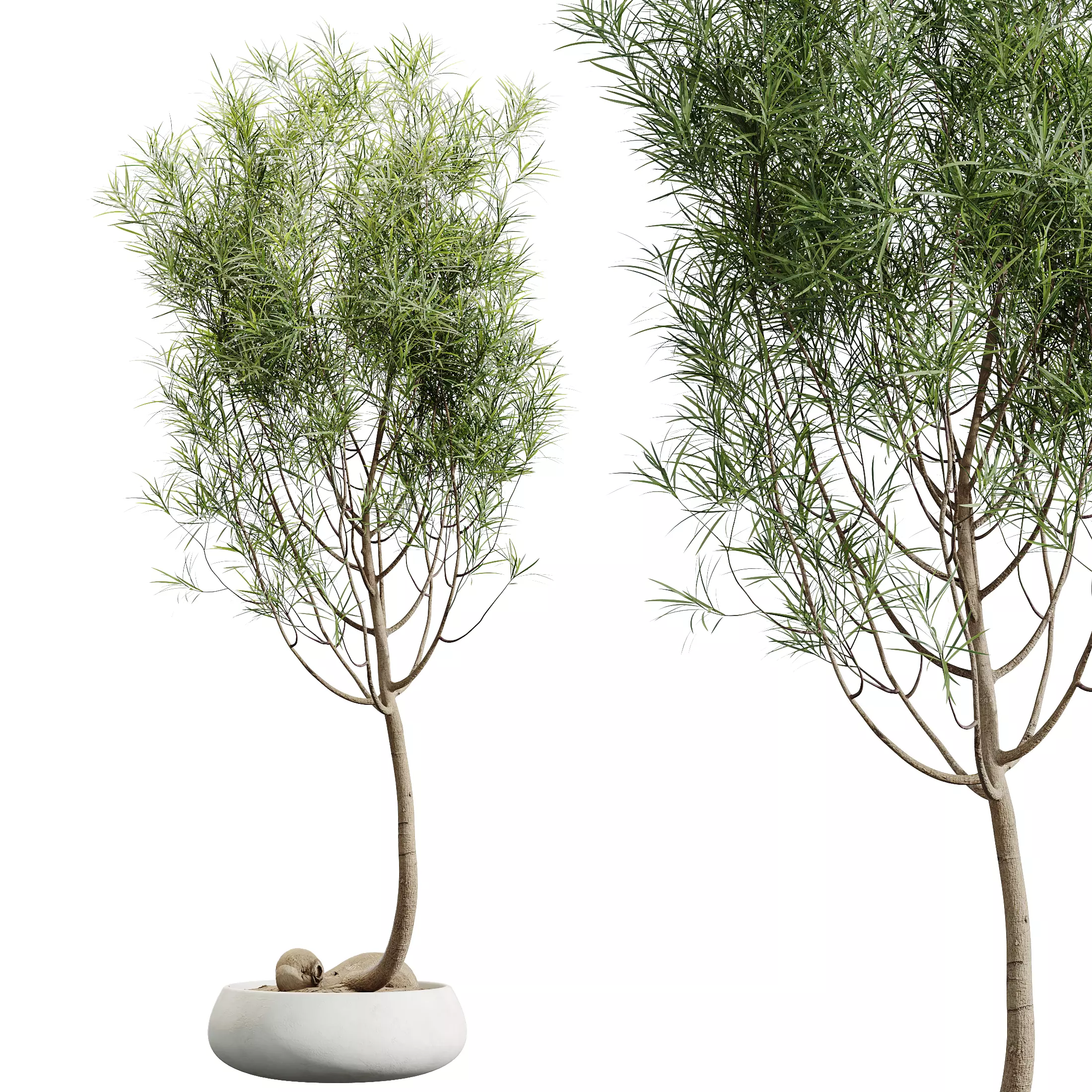 AV Indoor Plants Set 319 Japandi Minimalism Ficus Marginata 3D model_3