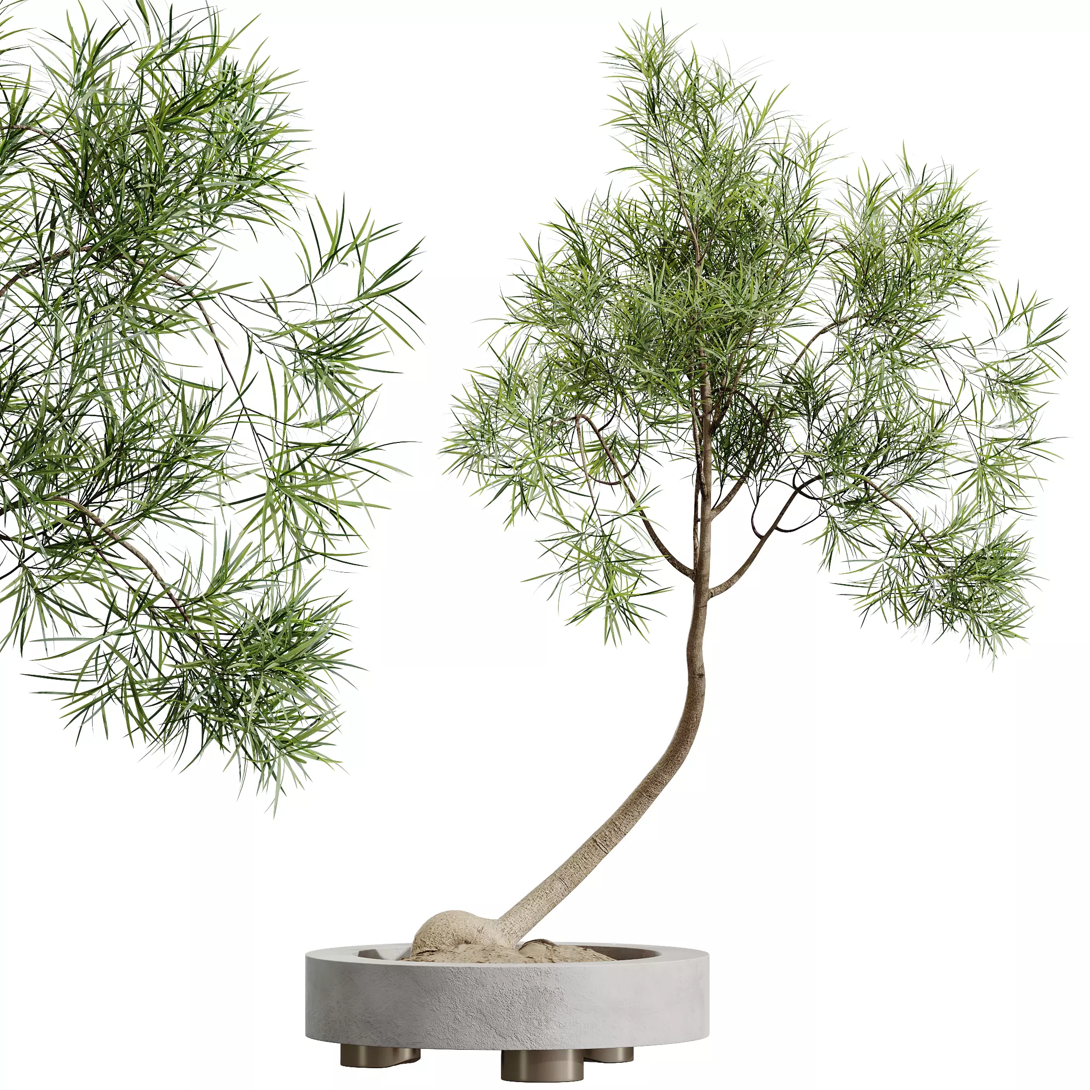 AV Indoor Plants Set 319 Japandi Minimalism Ficus Marginata 3D model_2