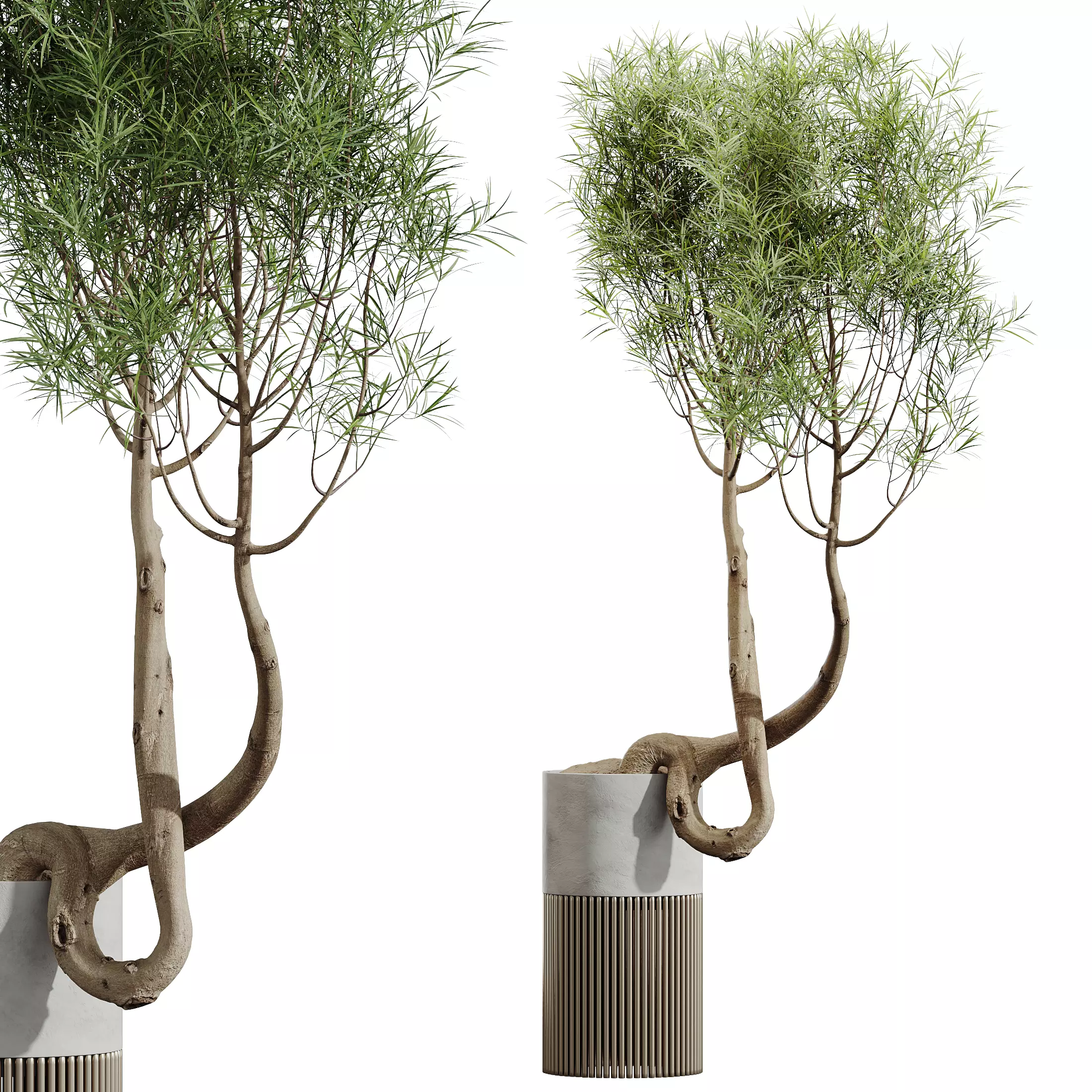 AV Indoor Plants Set 319 Japandi Minimalism Ficus Marginata 3D model_4