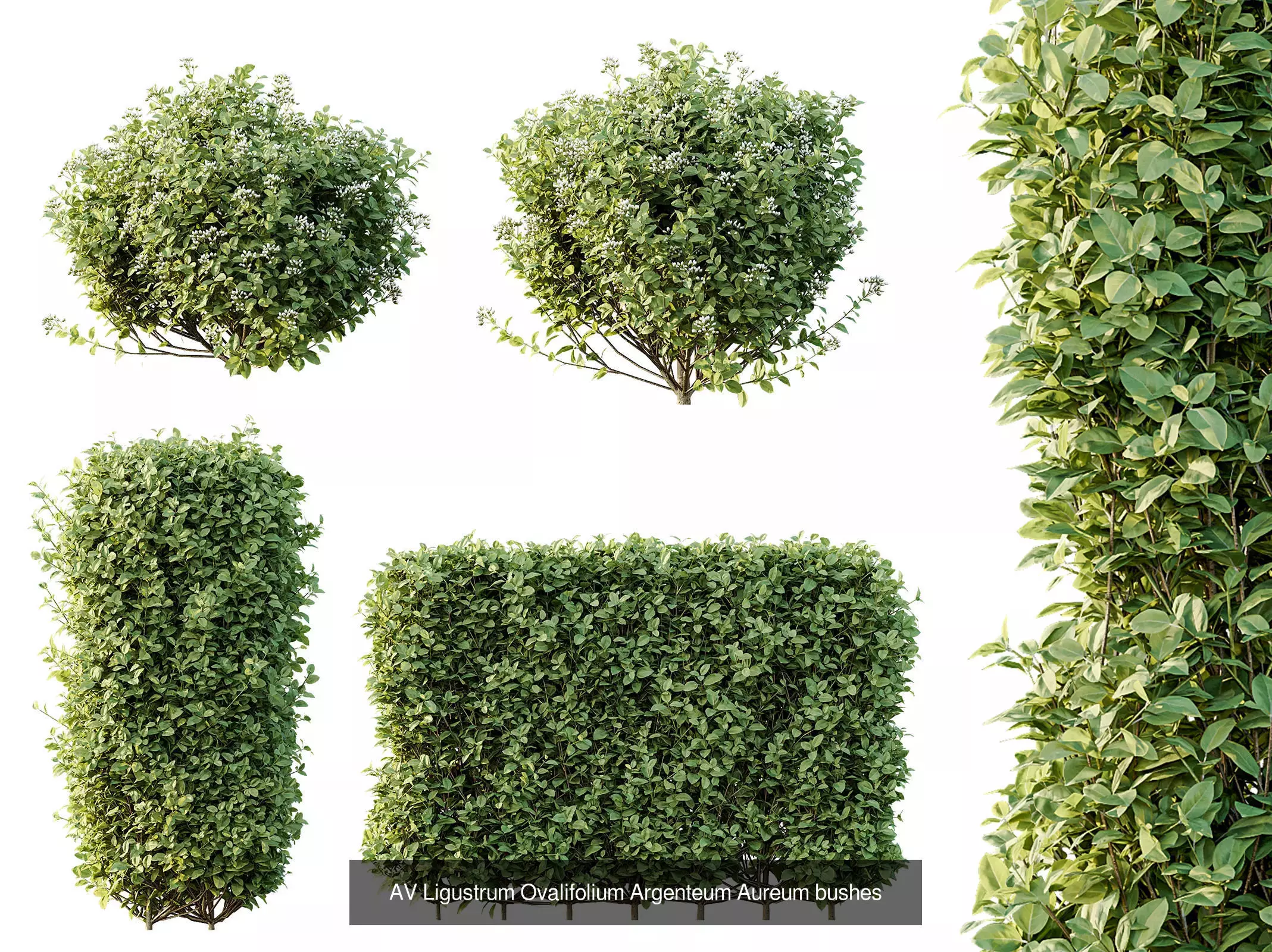 AV 9 Different sets of spring and summer shrubs  3D Model Collection_8