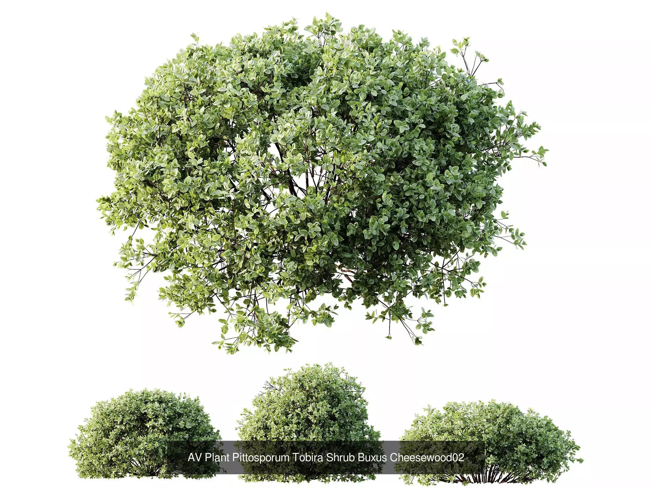 AV 9 Different sets of spring and summer shrubs  3D Model Collection_2