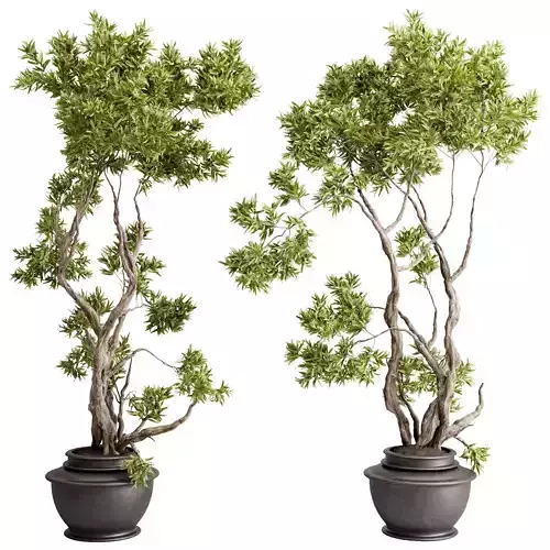 Tree Plants in a old wooden Pot - Indoor Plant set 673