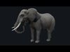 Elephant Animation and Rigged Low-poly 3D model_1