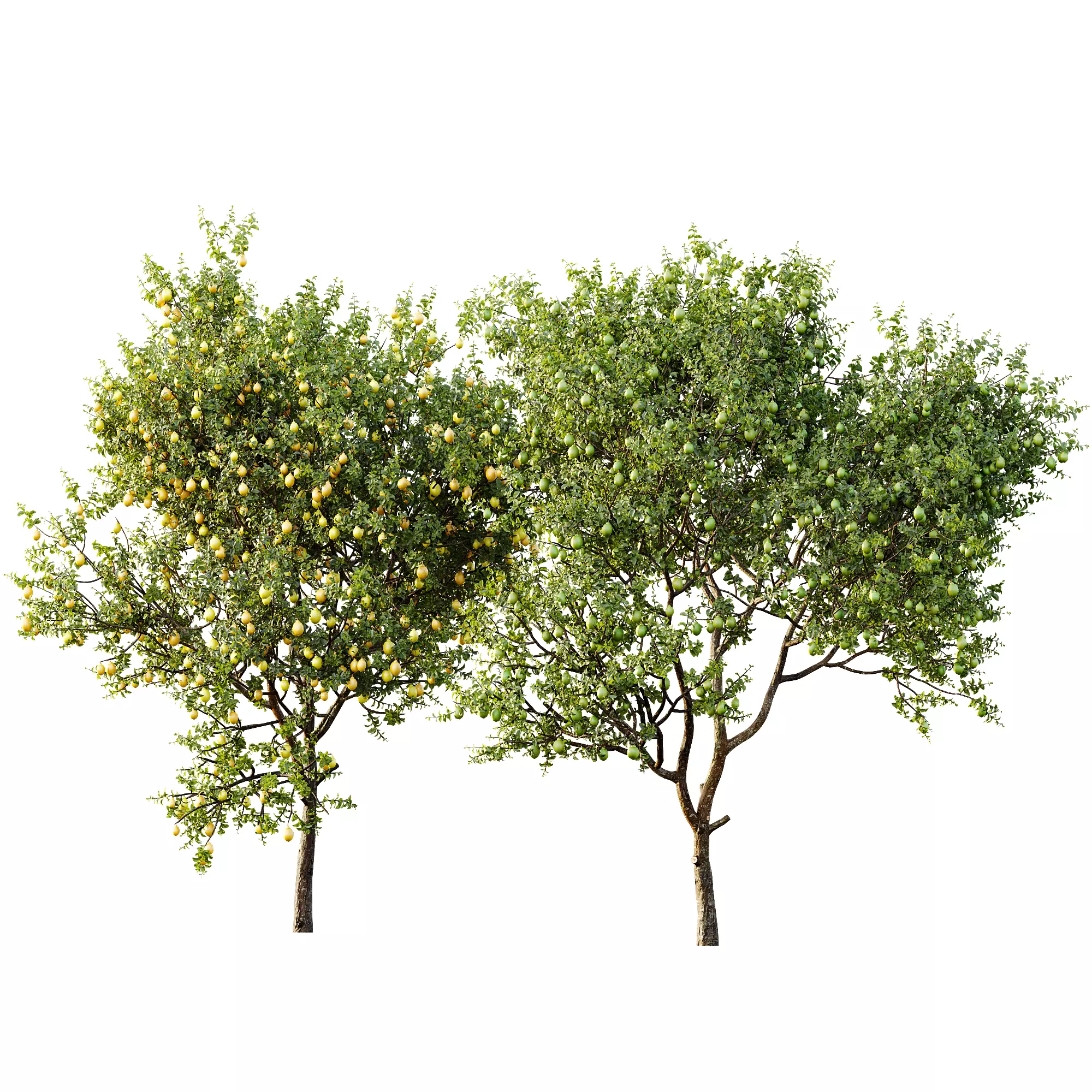 AV 13 unique collections of different fruit trees _9