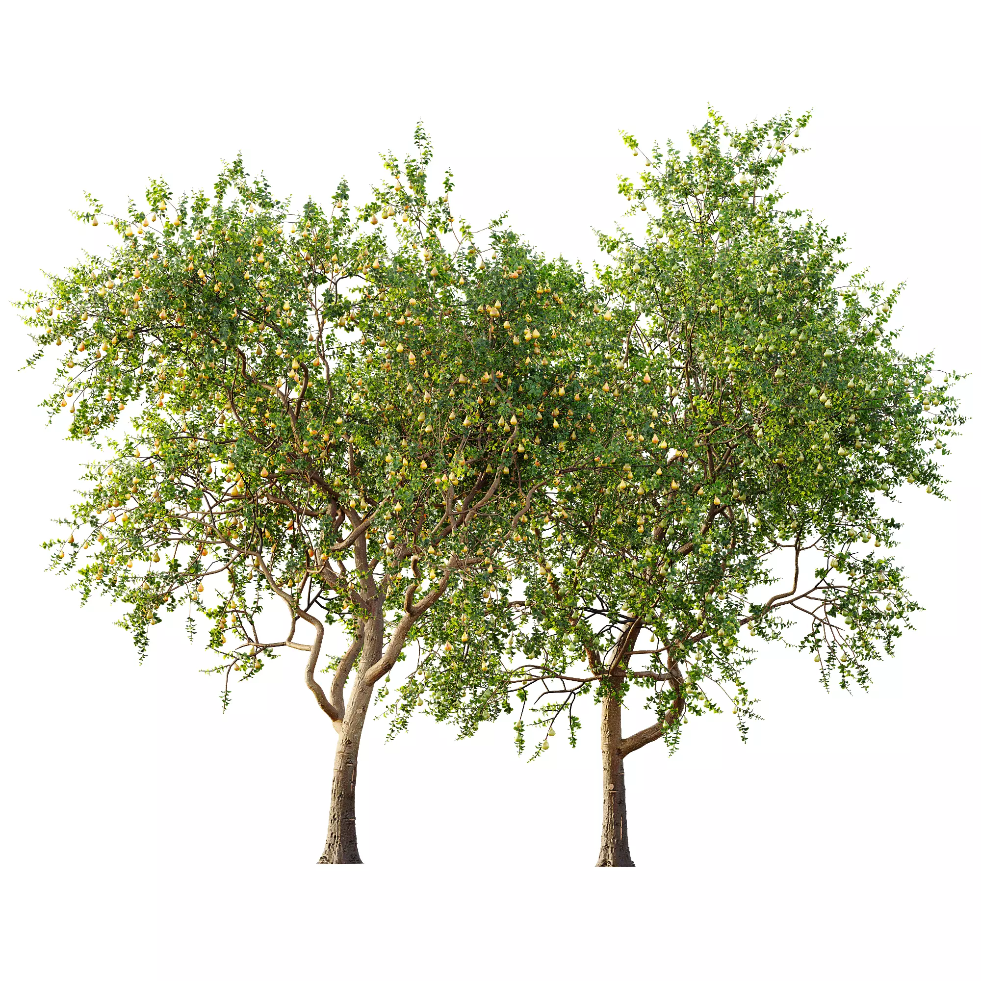 AV 13 unique collections of different fruit trees _12