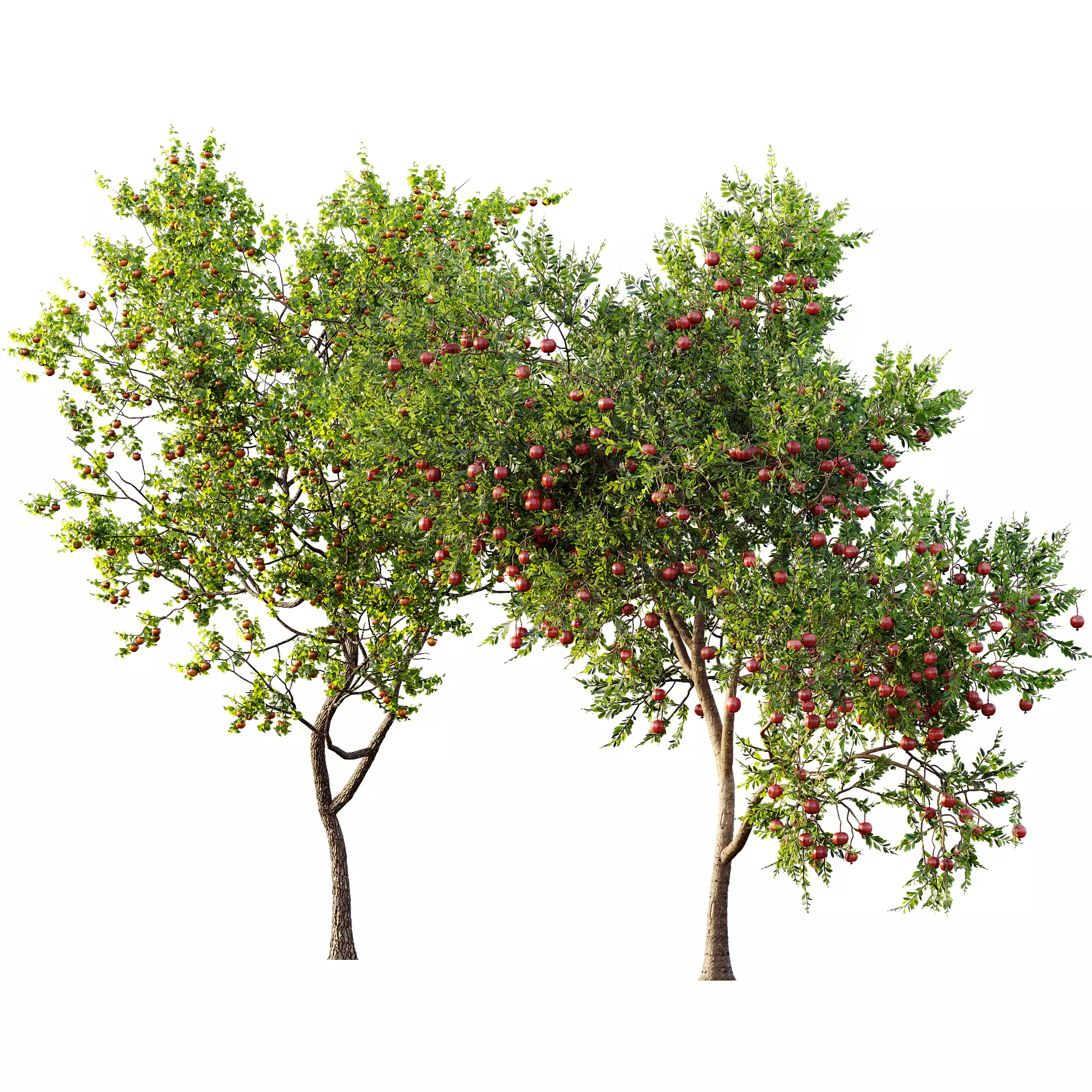 AV 13 unique collections of different fruit trees _6