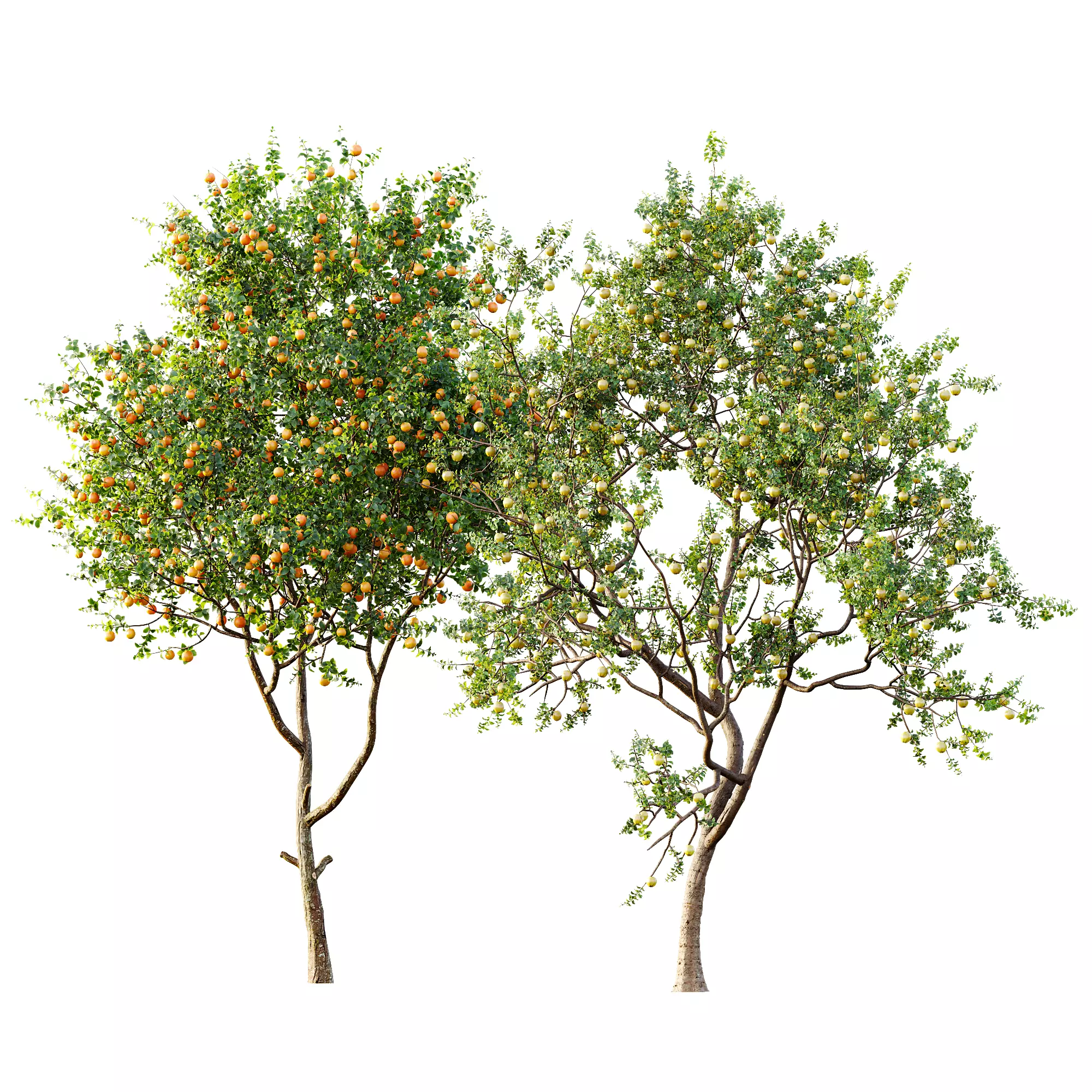 AV 13 unique collections of different fruit trees _4