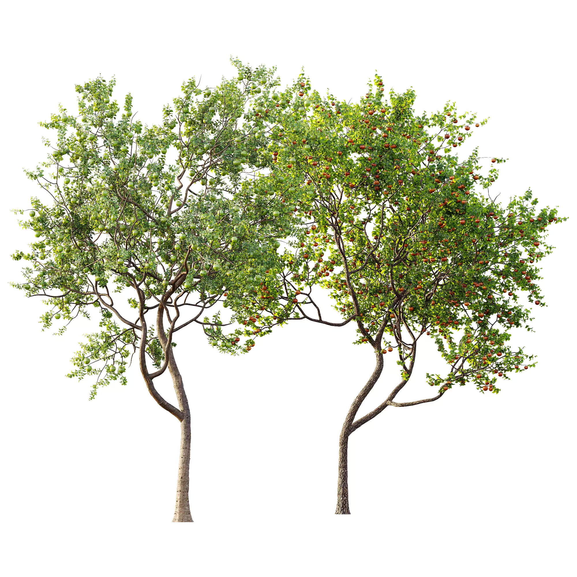 AV 13 unique collections of different fruit trees _8