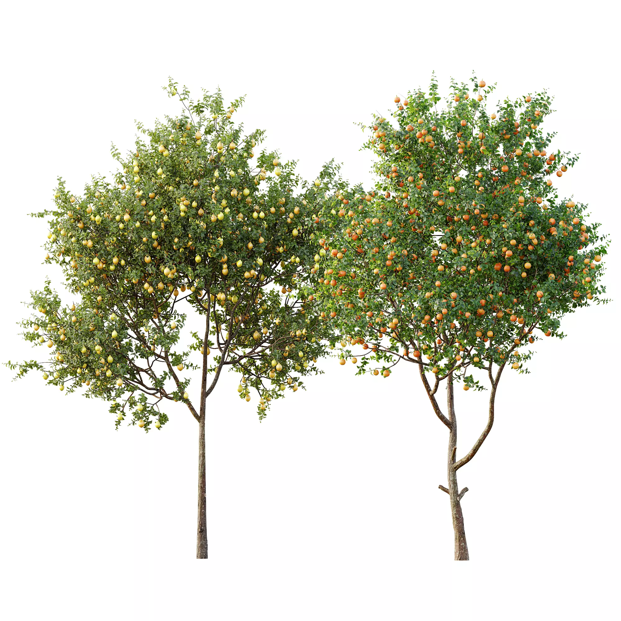 AV 13 unique collections of different fruit trees _5