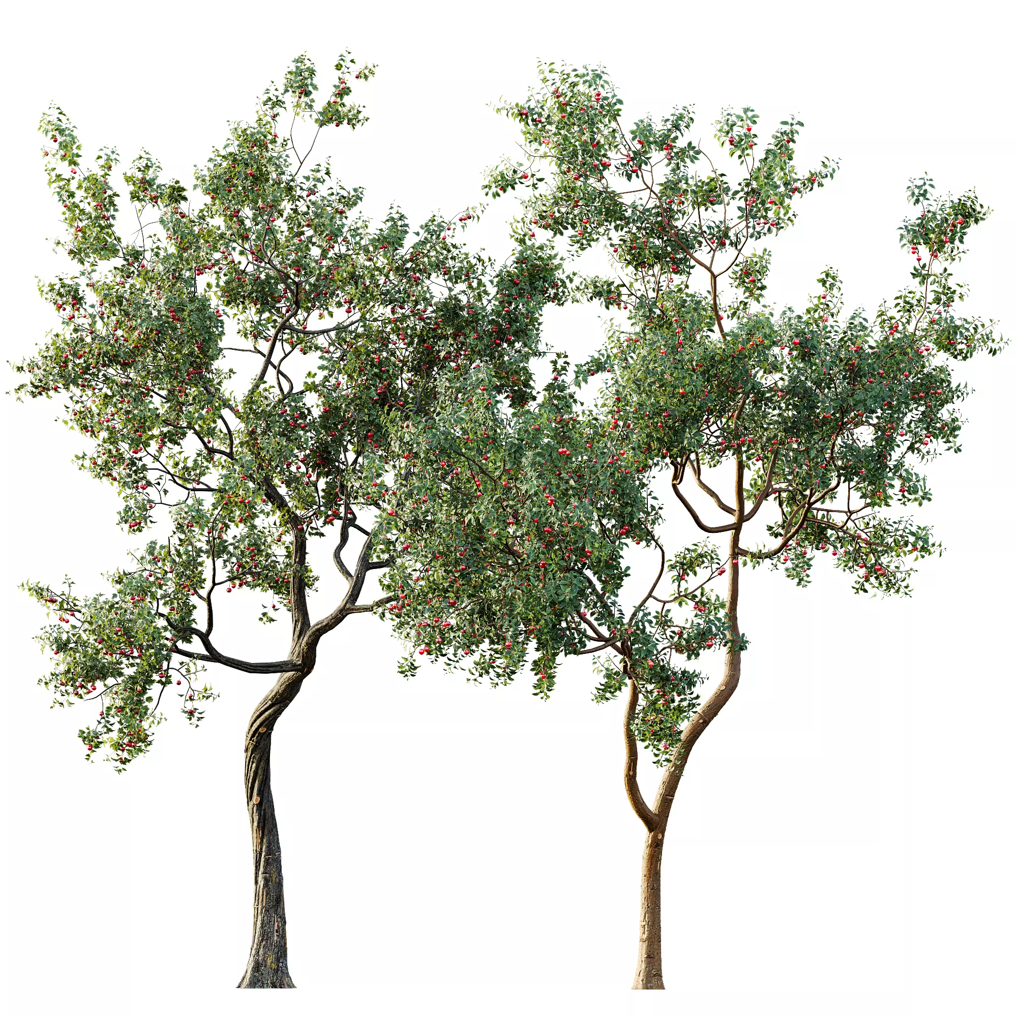 AV 13 unique collections of different fruit trees _10