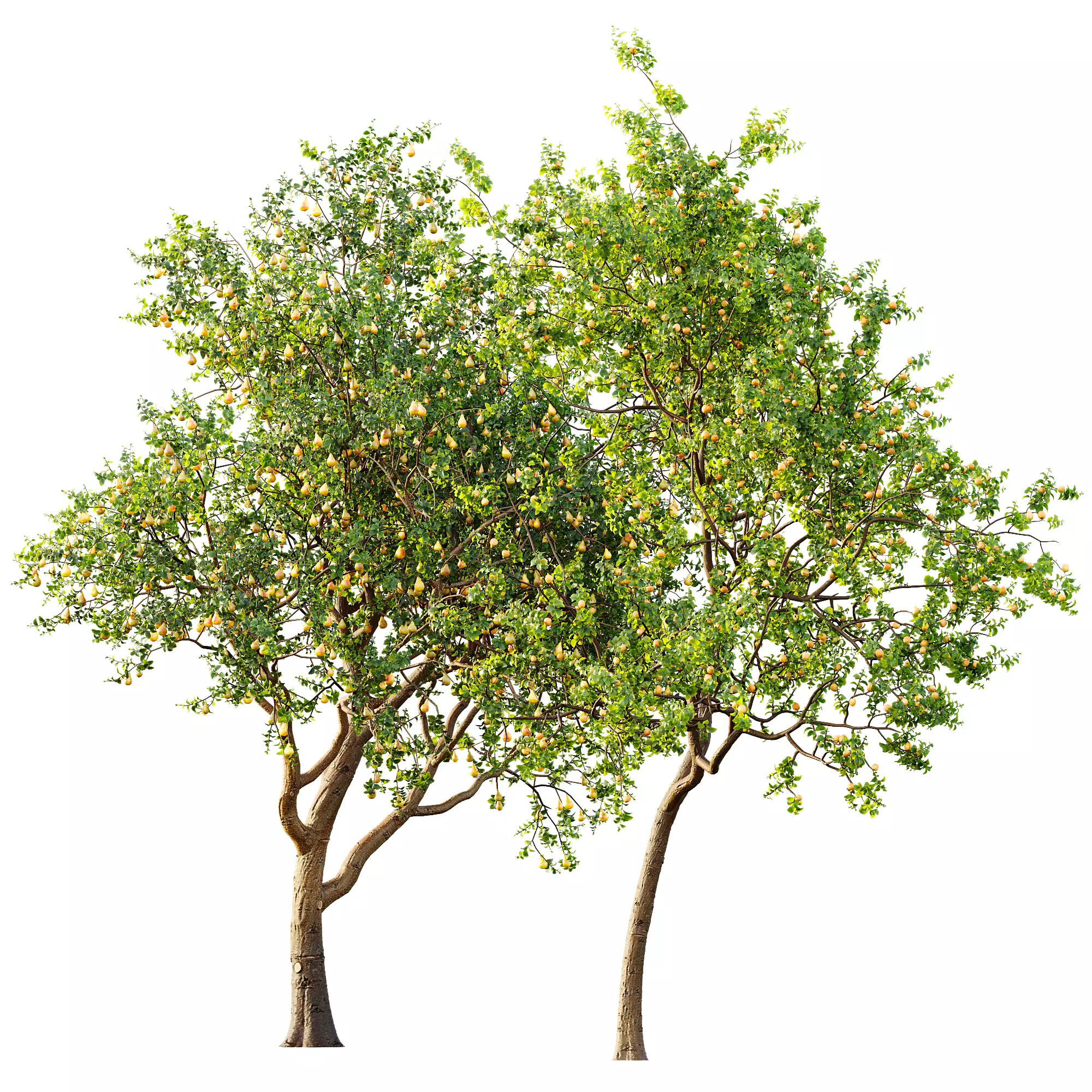 AV 13 unique collections of different fruit trees _13