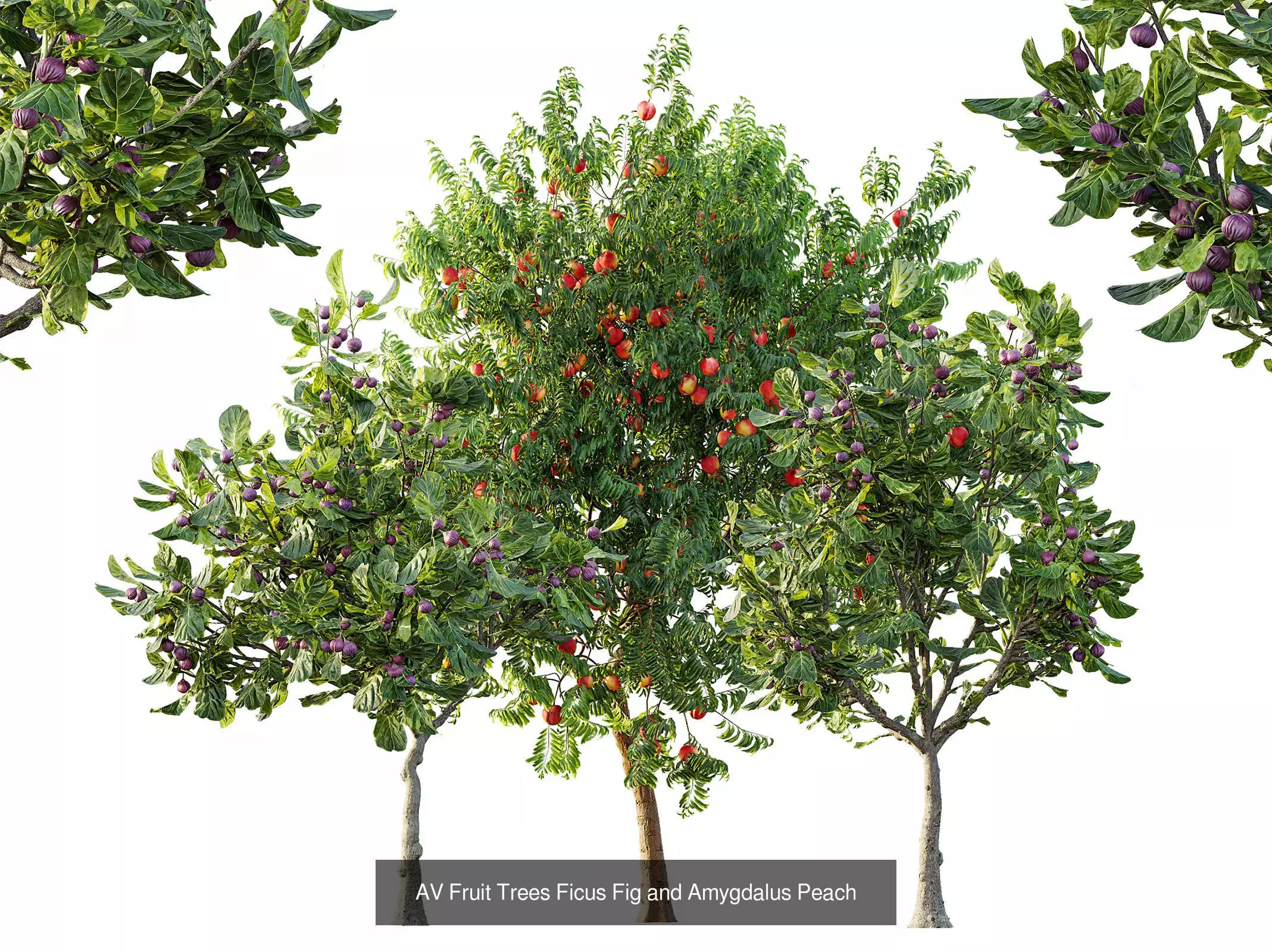 AV 13 unique collections of different fruit trees _2