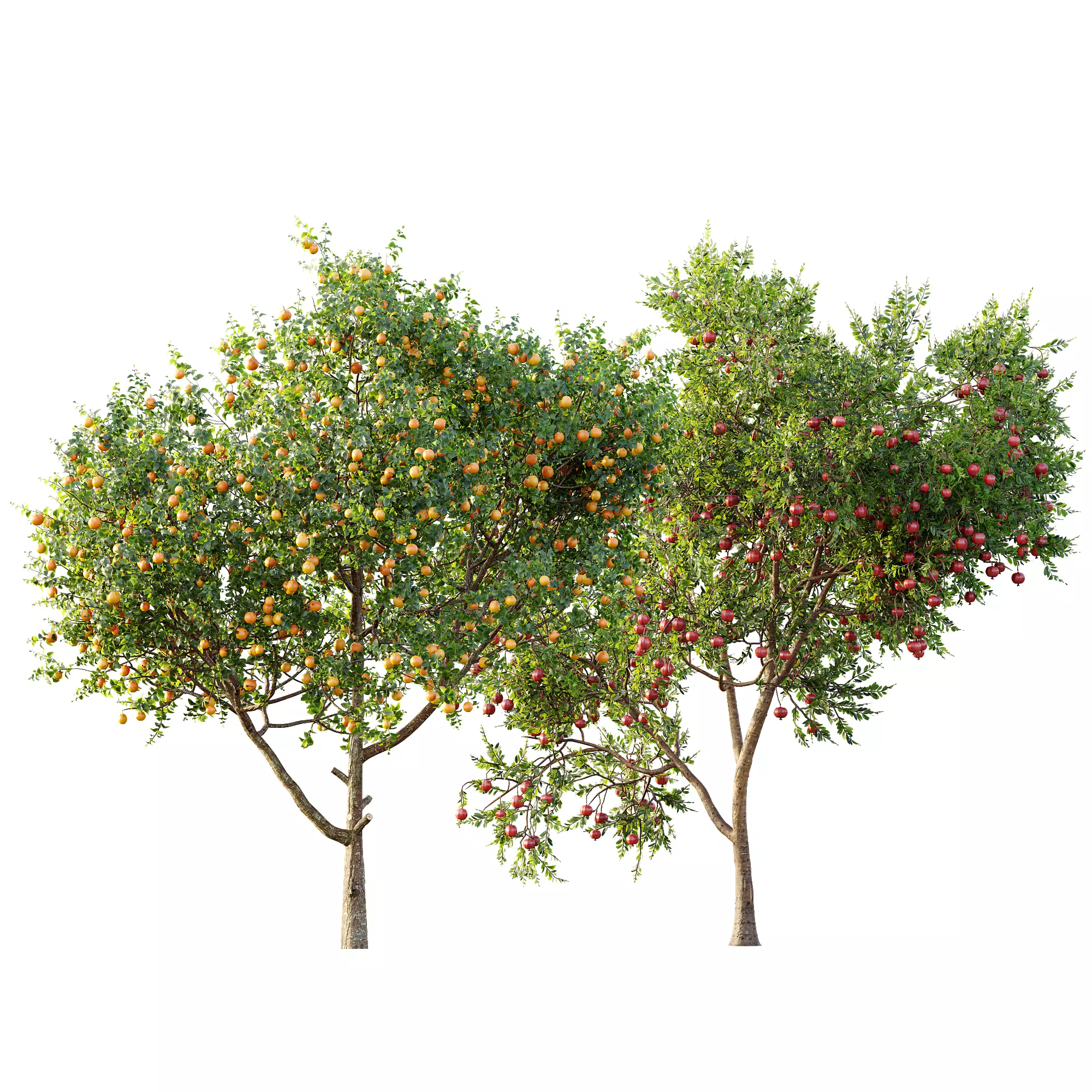 AV 13 unique collections of different fruit trees _3