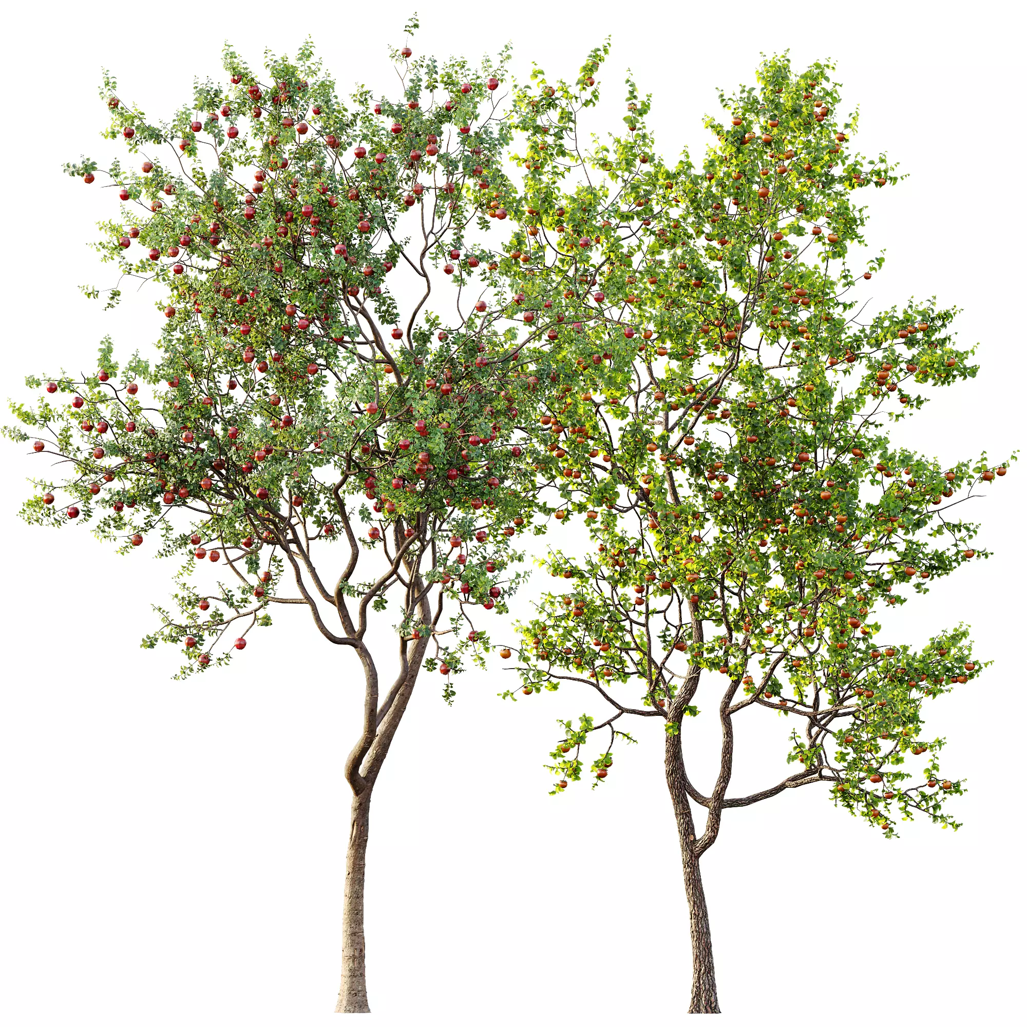 AV 13 unique collections of different fruit trees _14