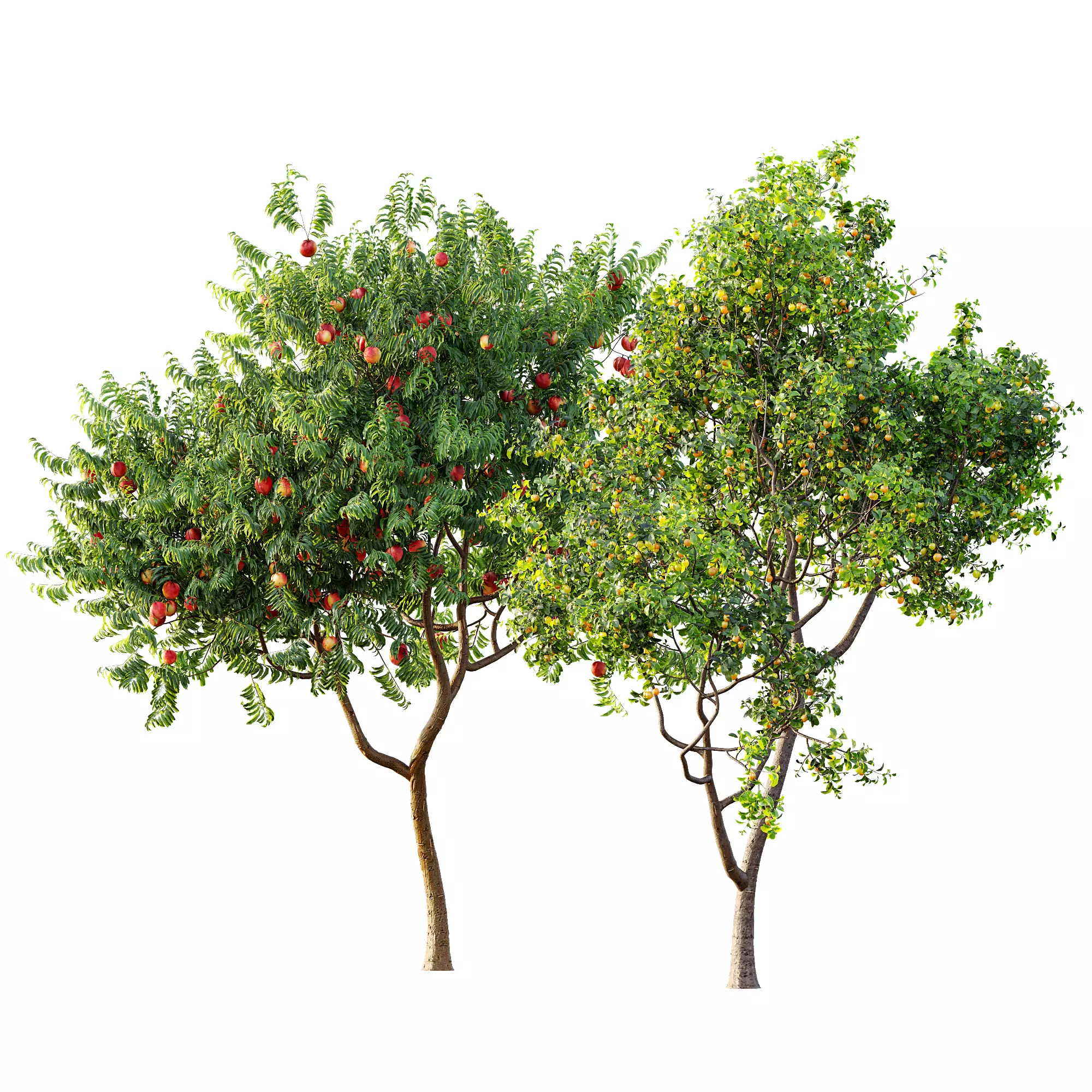 AV 13 unique collections of different fruit trees _7