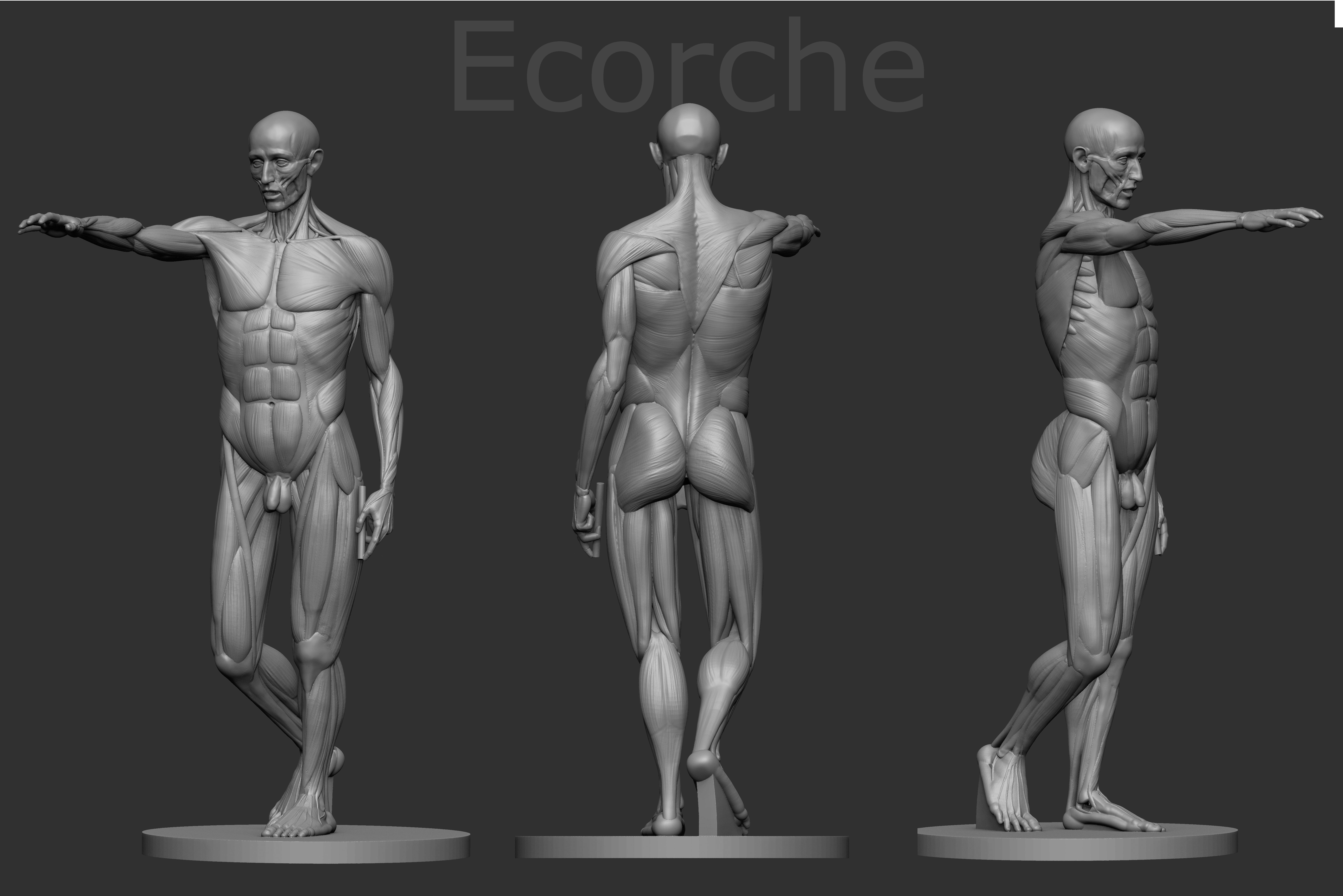 Ecorche Houdon 3D print model_1