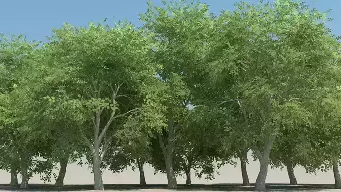 beech trees low poly