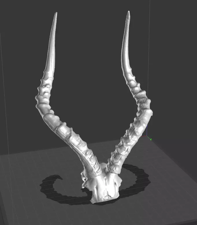 Impala Horns 3D print model