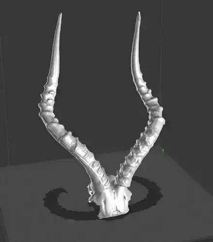 Impala Horns 3D print model
