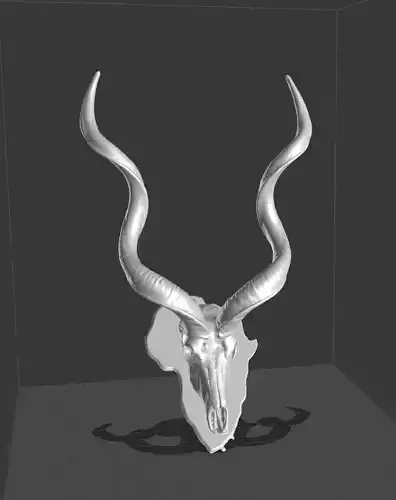 KUDU Horns and Scull