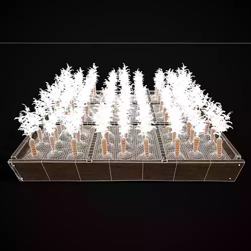 Square Planting Plot with Carrots Low-poly 3D model 6