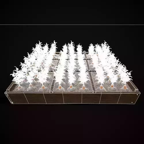 Square Planting Plot with Carrots Low-poly 3D model 2