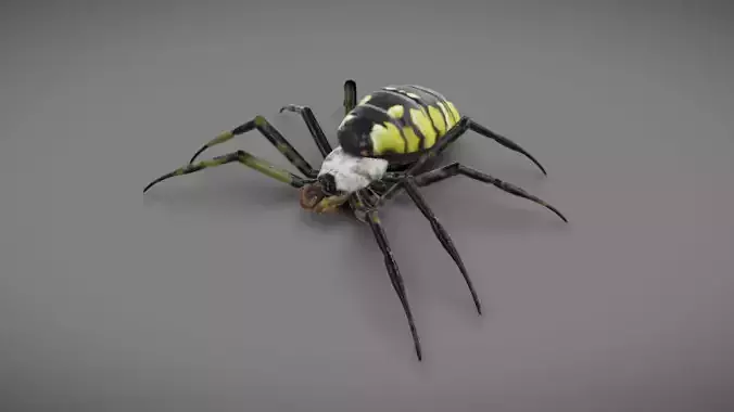 Spider - Read Description