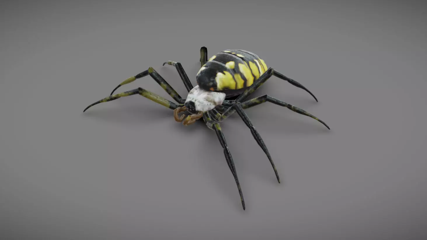 Spider - Read Description Low-poly 3D model