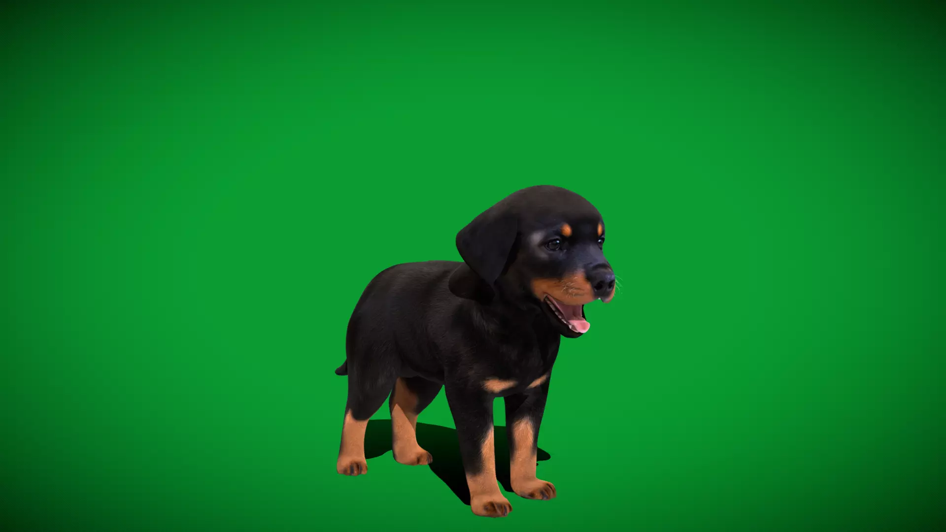 Rottweiler Puppy Dog Low-poly 3D model_31