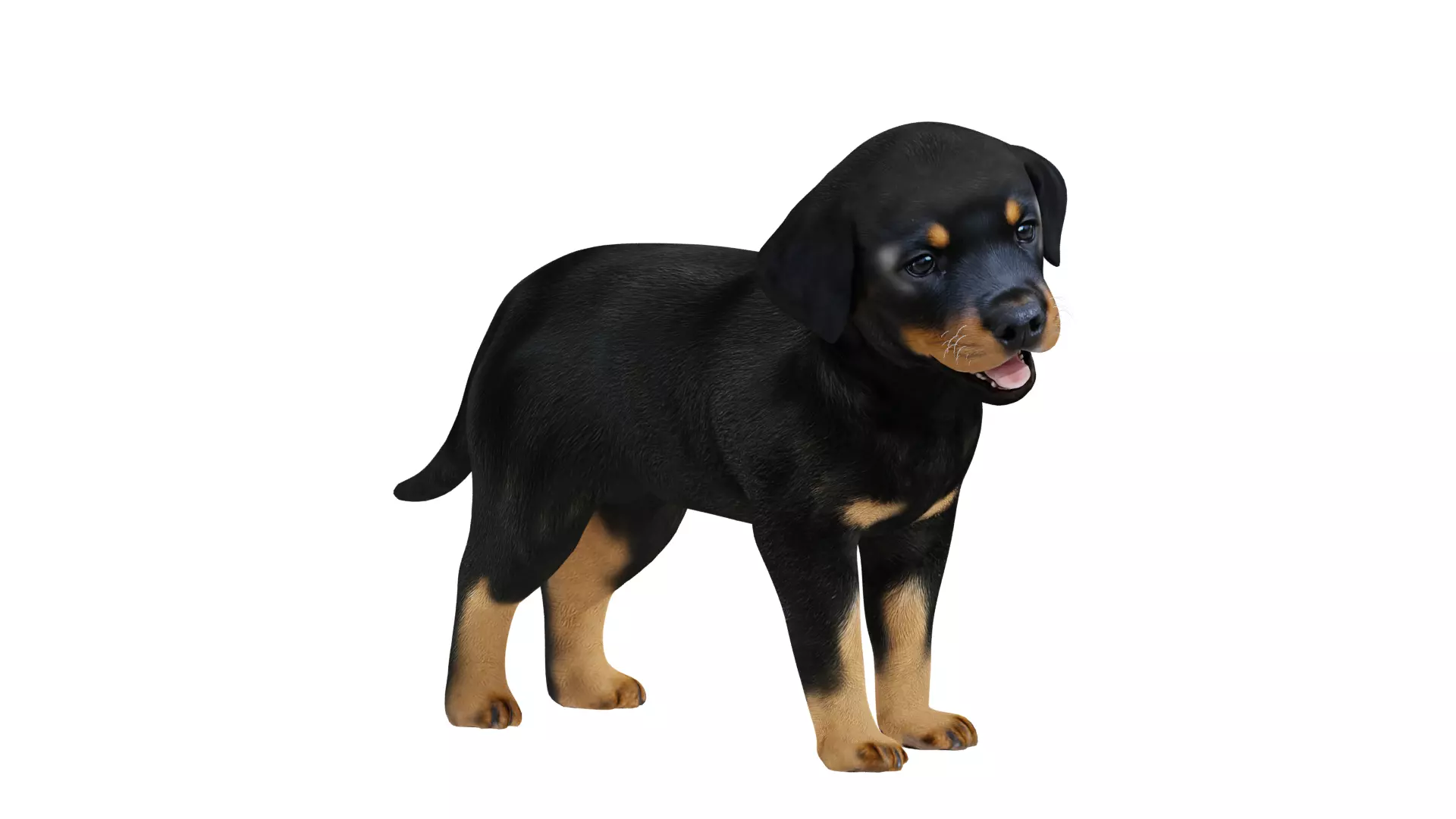 Rottweiler Puppy Dog Low-poly 3D model_13