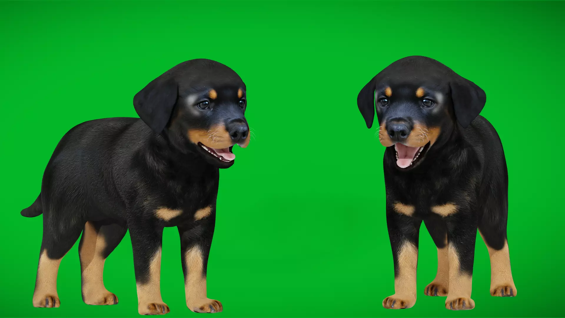 Rottweiler Puppy Dog Low-poly 3D model_5