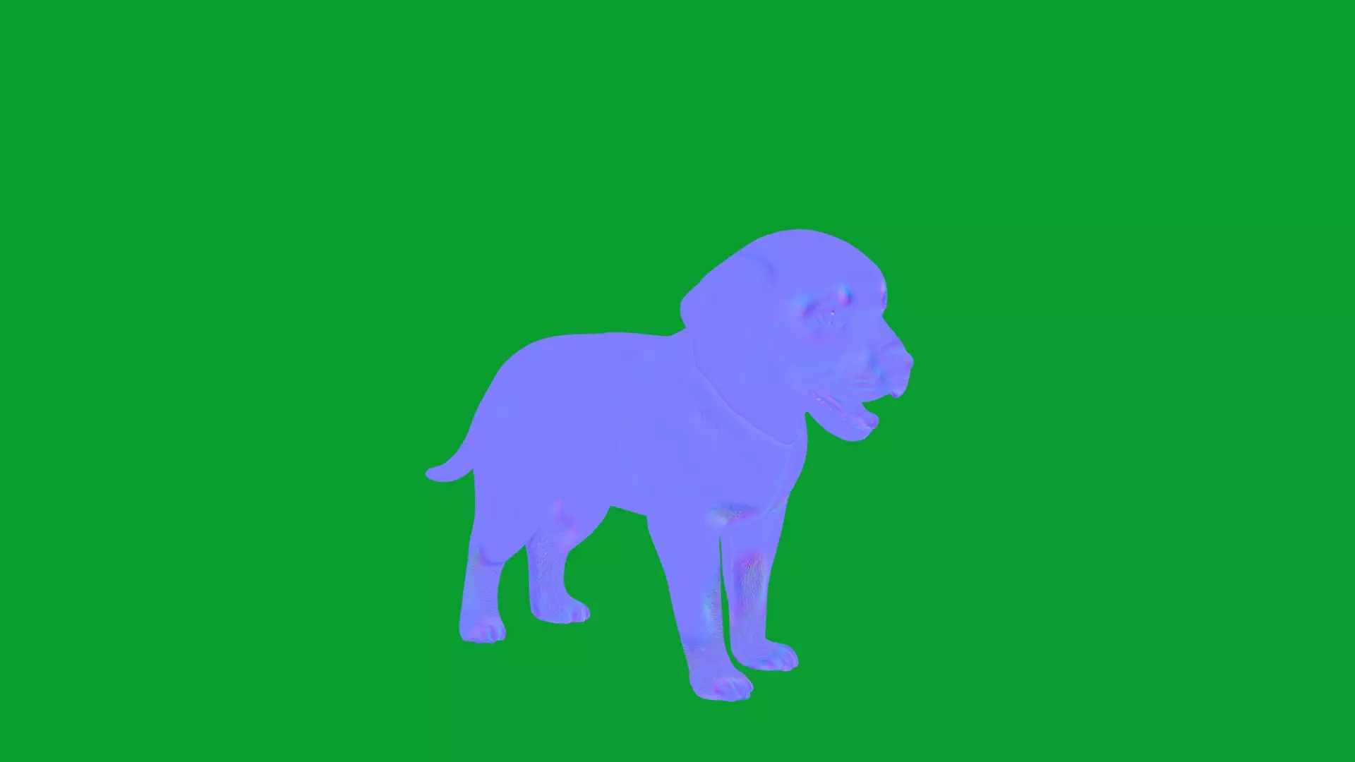 Rottweiler Puppy Dog Low-poly 3D model_52