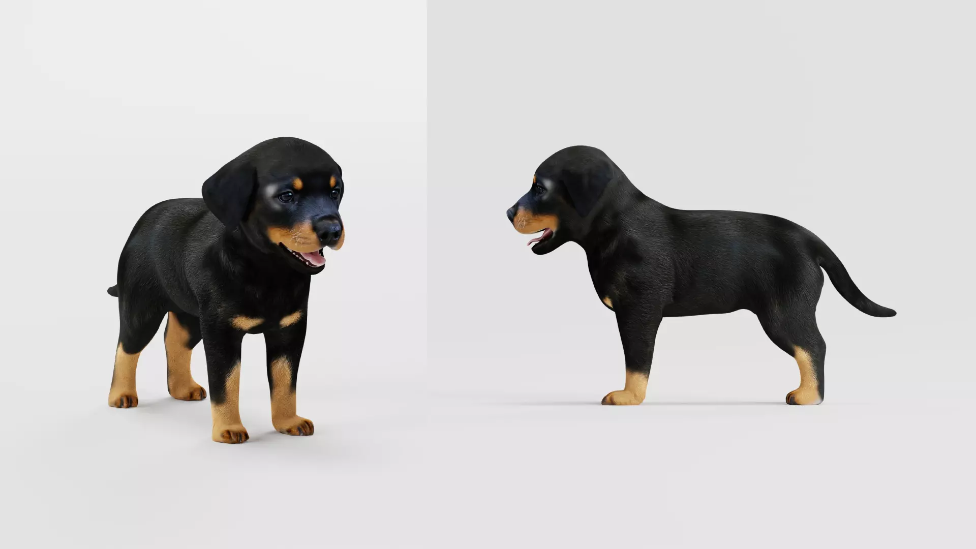 Rottweiler Puppy Dog Low-poly 3D model_50