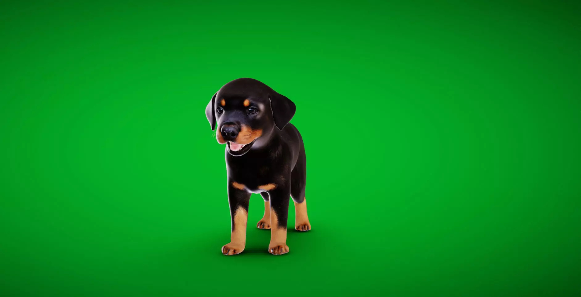 Rottweiler Puppy Dog Low-poly 3D model_8