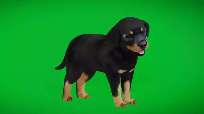Rottweiler Puppy Dog