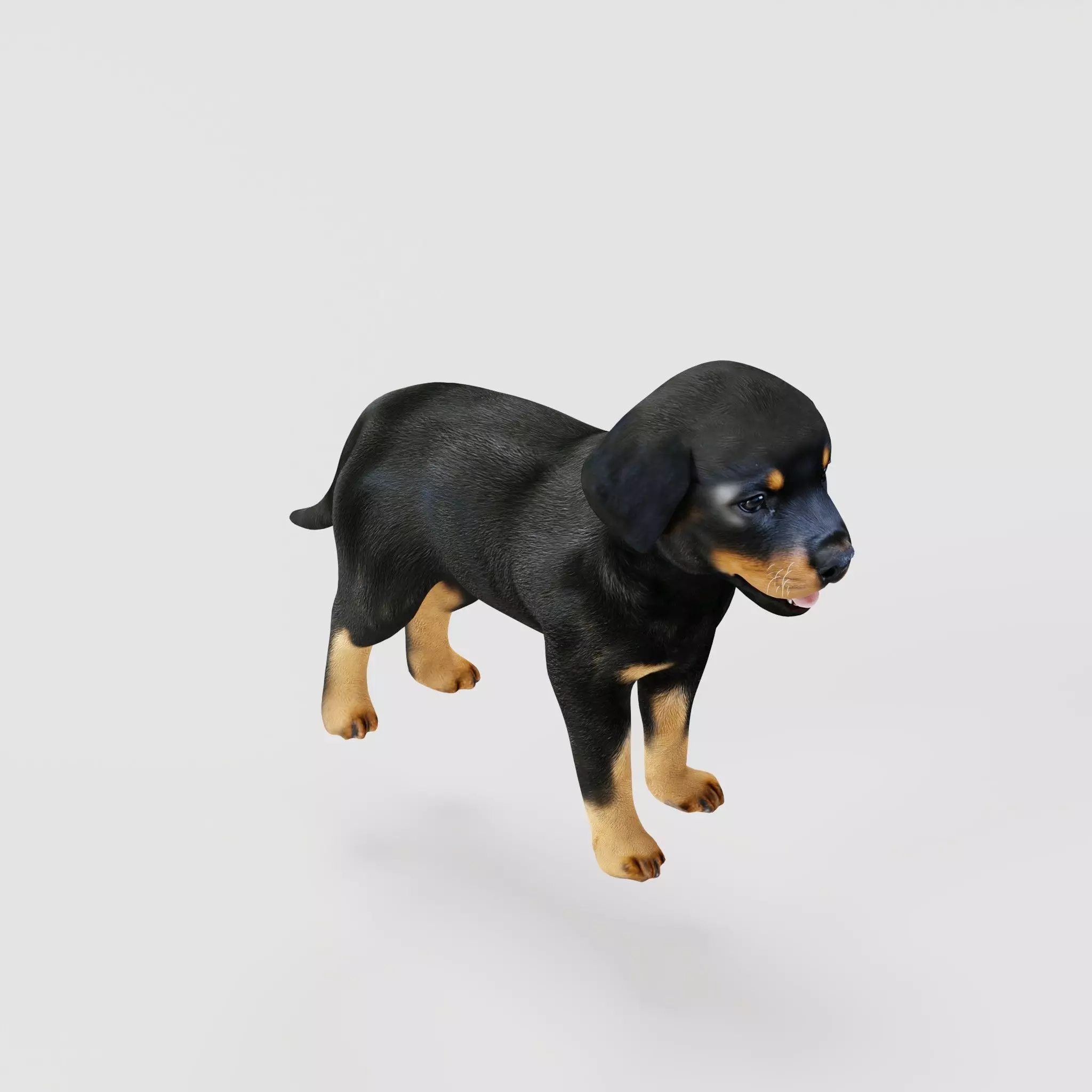 Rottweiler Puppy Dog Low-poly 3D model_26