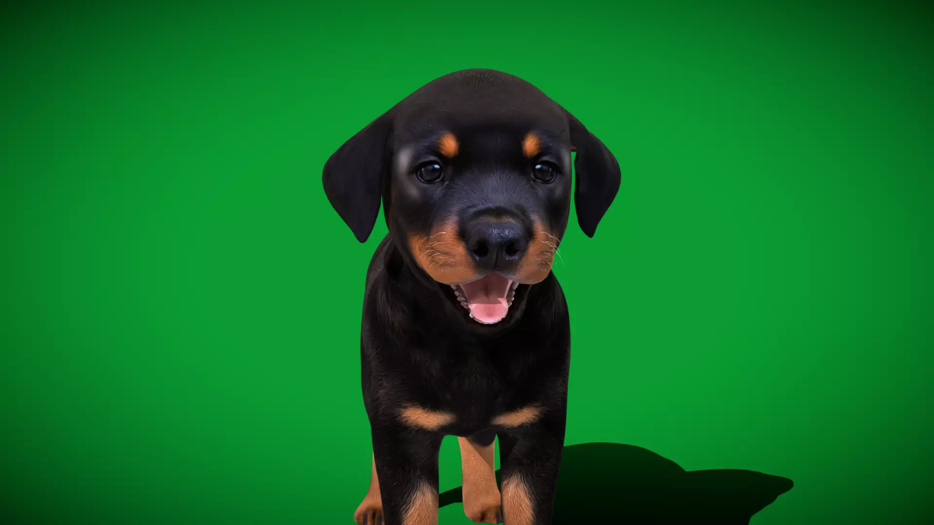 Rottweiler Puppy Dog Low-poly 3D model_60