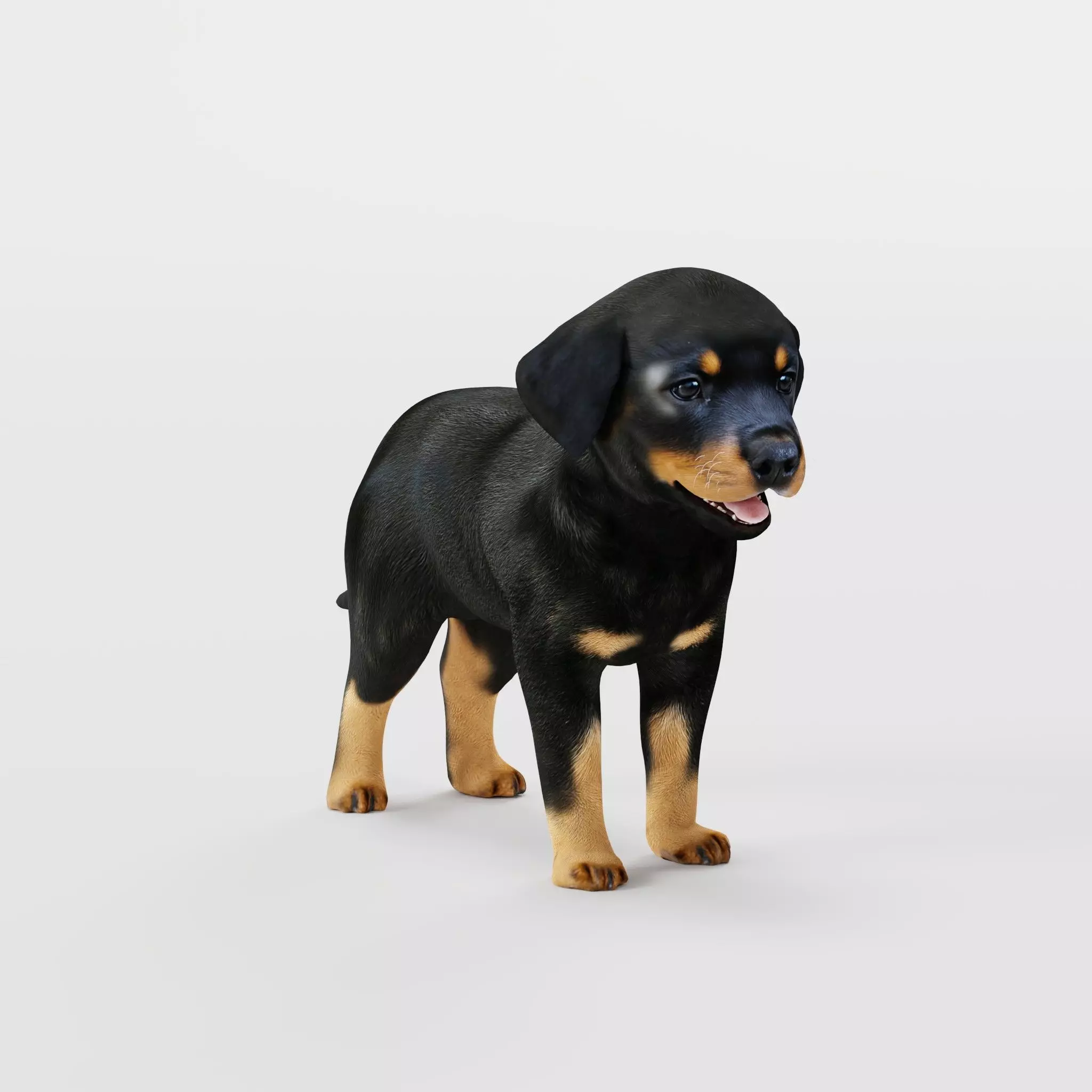 Rottweiler Puppy Dog Low-poly 3D model_19