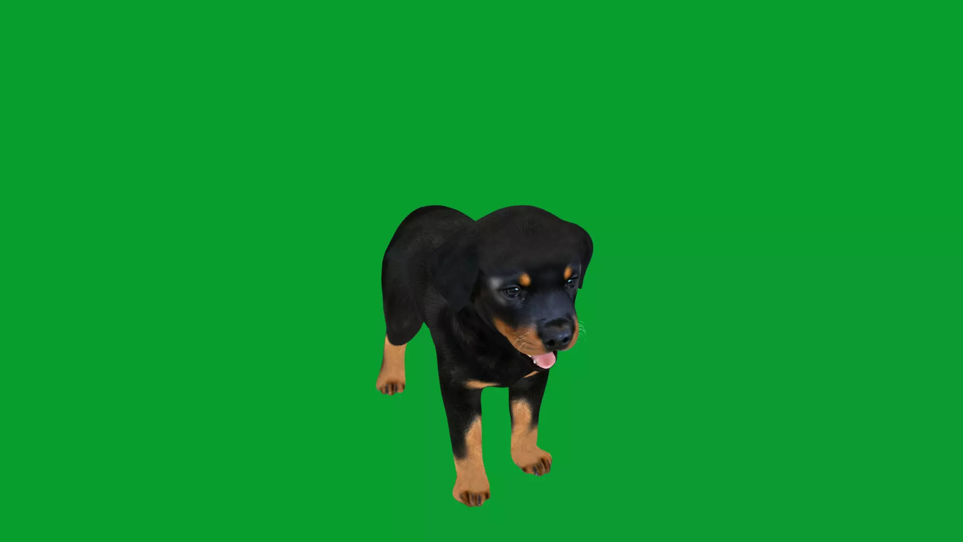 Rottweiler Puppy Dog Low-poly 3D model_46
