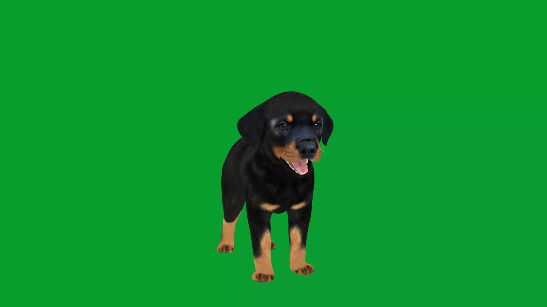 Rottweiler Puppy Dog Low-poly 3D model_49