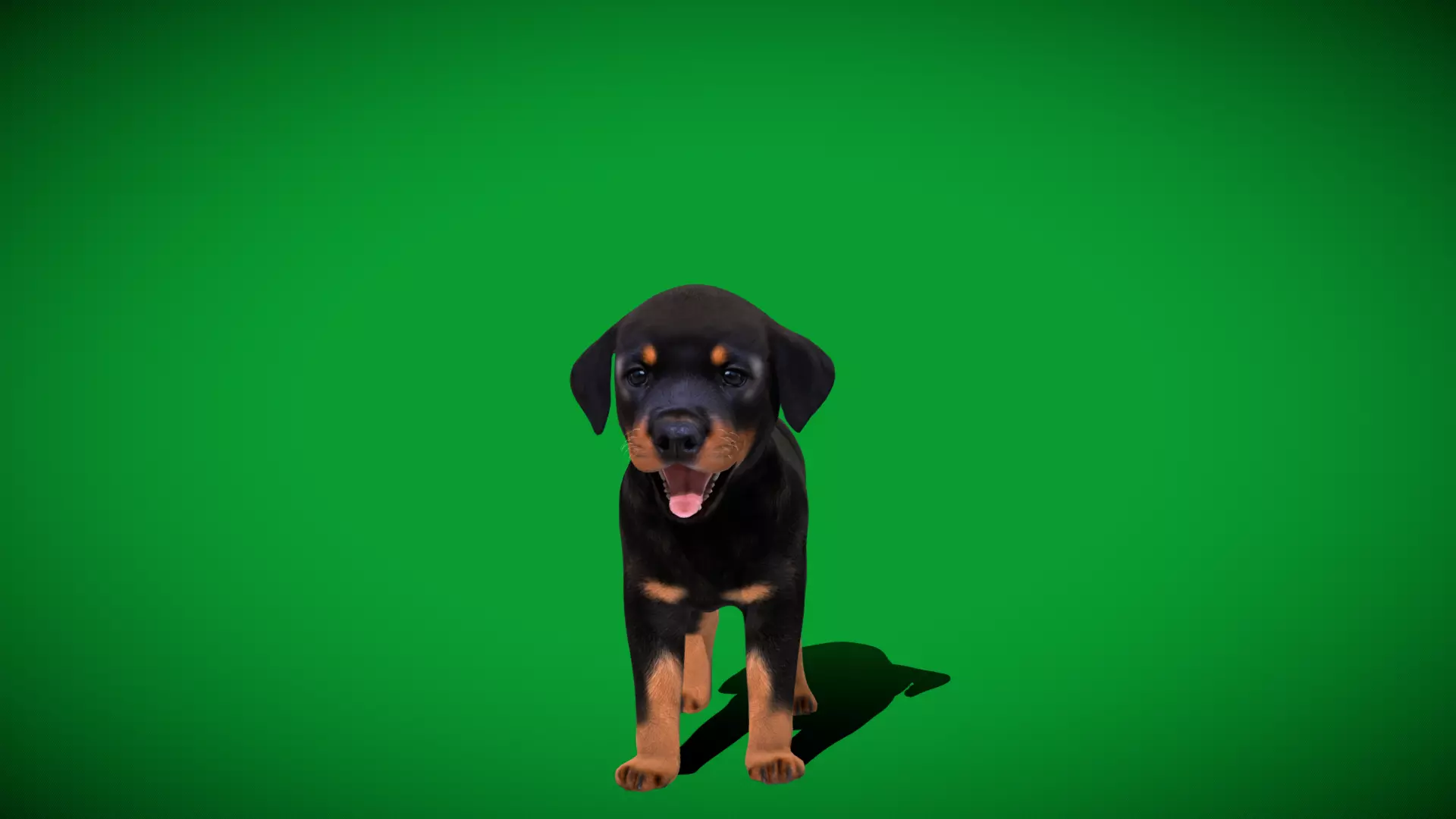 Rottweiler Puppy Dog Low-poly 3D model_58