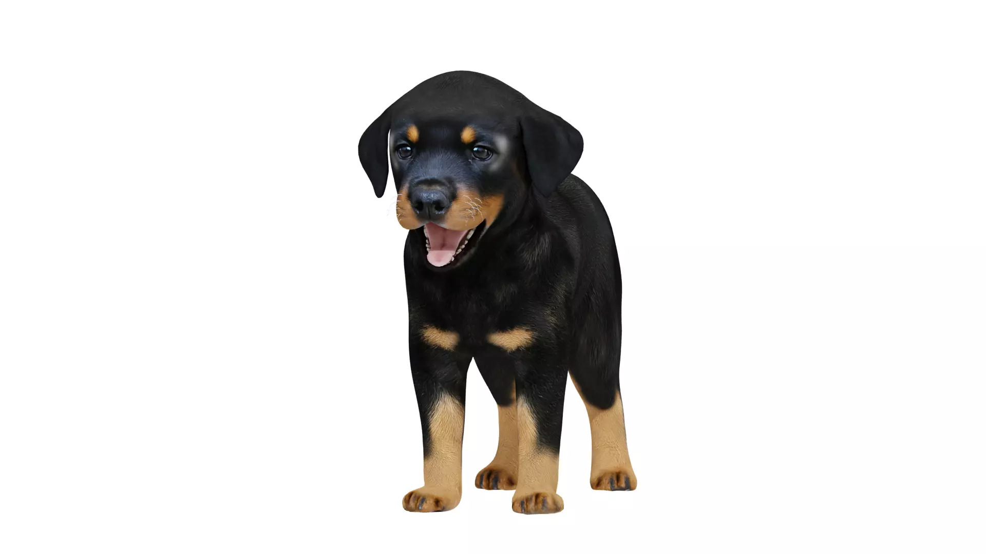 Rottweiler Puppy Dog Low-poly 3D model_11