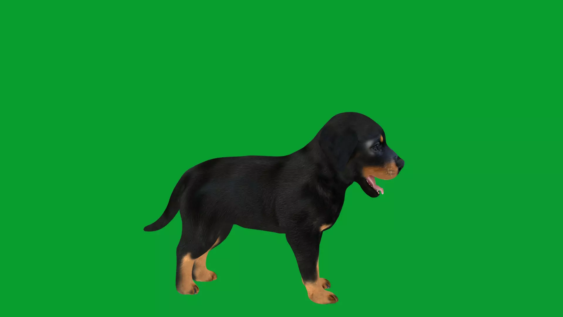 Rottweiler Puppy Dog Low-poly 3D model_29