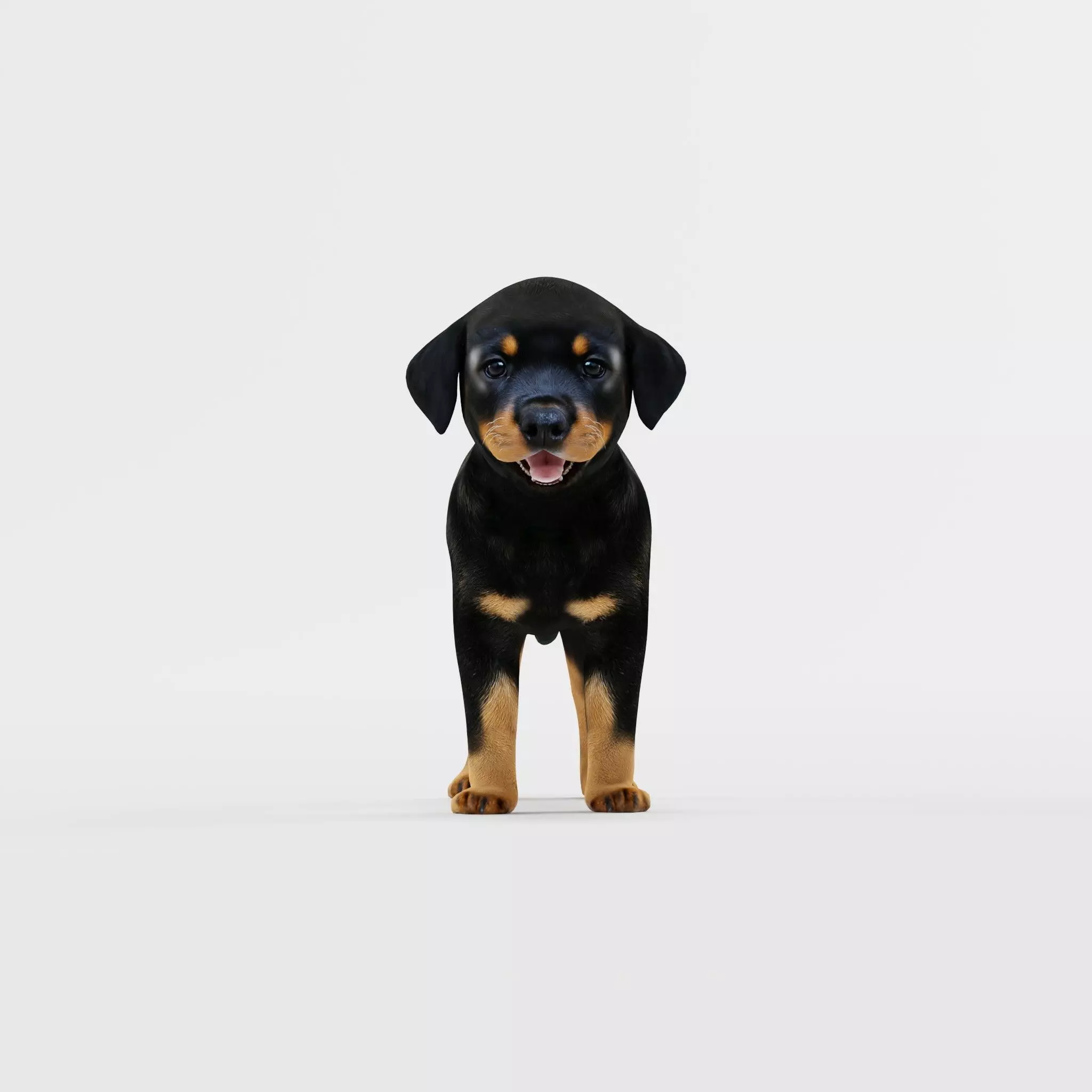 Rottweiler Puppy Dog Low-poly 3D model_20
